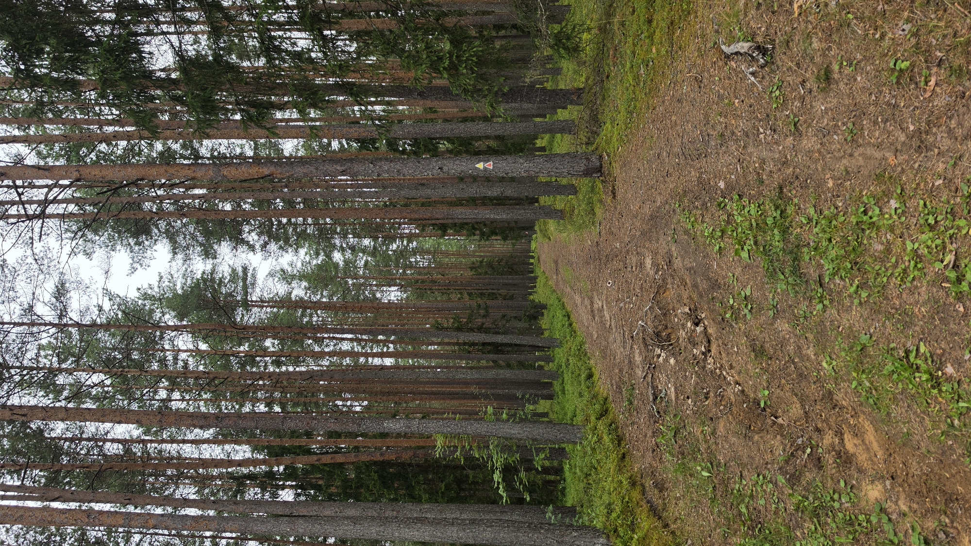 The image shows a forest path in Smiltene, Latvia. The path is made of dirt and is surrounded by tall pine trees. The trees are dense, creating a canopy that filters the sunlight. There is a small marker on one of the trees, a yellow and red triangle. The ground is covered in pine needles, dry leaves and some green moss. The weather appears to be overcast, as the light is diffused and there are no harsh shadows. The scene evokes a sense of tranquility and solitude. The image is shot in a landscape orientation, with the path curving to the right and disappearing into the distance. The forest appears to be temperate, with deciduous and coniferous trees. The time of day is likely daytime, judging by the presence of light, but the overcast sky makes it difficult to determine the exact time. There is no visible text in the image.