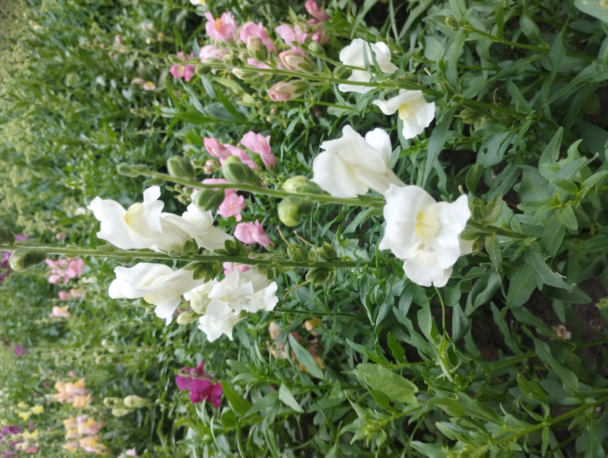 A close-up, vertical shot captures a dense garden of snapdragons in full bloom. Predominantly white snapdragons command the foreground, their delicate petals slightly curled and revealing subtle yellow centers. Behind them, a softer backdrop of pink and yellow snapdragons creates a blurred, painterly effect, interspersed with lush green foliage. The scene is set in an outdoor environment, likely a park or private garden. The lighting suggests an overcast day, as there are no harsh shadows, and the colors are muted and natural. The overall impression is one of abundant floral life, a peaceful and serene display of nature's beauty. The location is identified as Sumy, Ukraine.