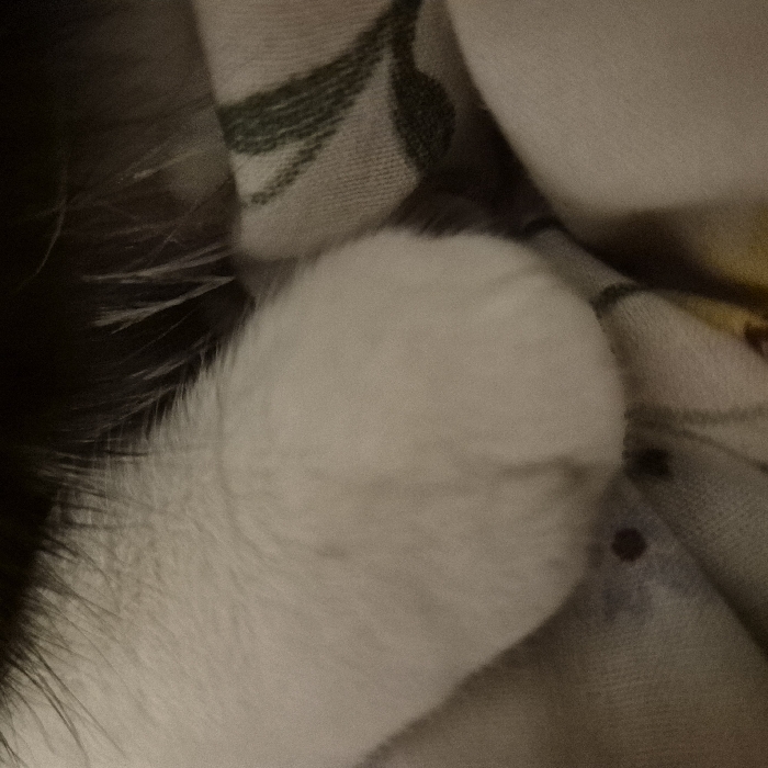 A close-up image displays a domestic cat's white front paw, situated in the lower-center of the frame. Dark fur, consistent with the cat's upper body, is visible along the top edge. The paw rests on a light-colored fabric, which exhibits a repeating pattern of green lines and shapes. Multiple small, dark, irregular marks are present on the white fur of the paw and on the fabric directly beneath it. This indoor scene is located within a residence in Strasbourg, France.