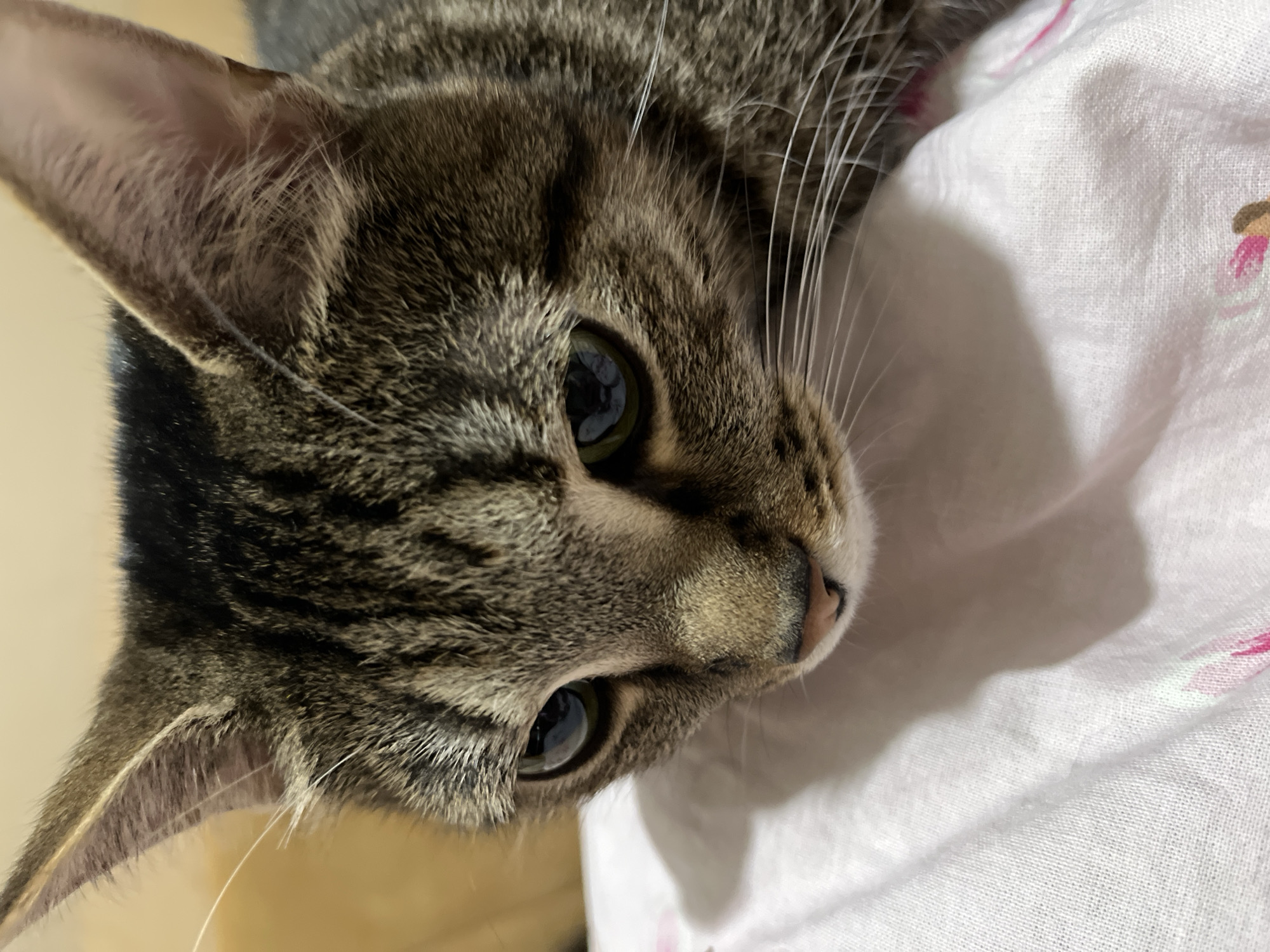 A close-up, angled view features a tabby cat lying on a white surface with a subtle pattern of pink and beige. The cat's head is predominantly visible, with one ear fully displayed, and the other partially obscured. Its large, dark eyes are open, and long white whiskers are prominent. The cat's fur is a mix of brown and black stripes. The image appears to be taken indoors. There is no location in the city of Chaikovsky, Russia depicted in the image.