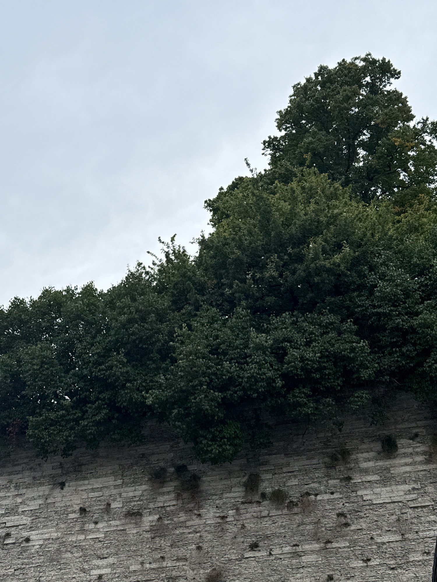 The image depicts a section of the Tallinn city wall in Estonia, topped with dense green foliage and trees. The wall is constructed from large, rough-hewn grey stone blocks, showing signs of age and weathering. Patches of moss and small plants are visible growing on the wall's surface. The foliage above the wall appears lush and varied, with distinct layers of smaller bushes and larger tree canopies. A prominent large tree with dark green leaves dominates the upper right portion of the frame. The sky is overcast and a pale grey, suggesting a cloudy day. No people or animals are present in the scene. The composition is from a low angle, looking upwards towards the wall and the vegetation.