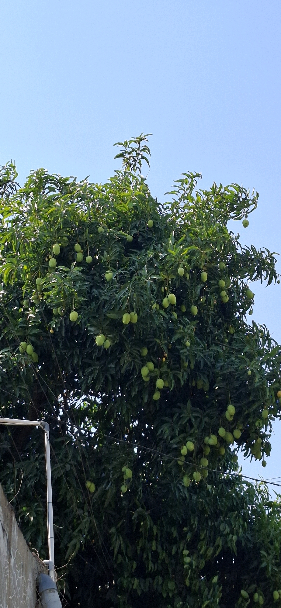 A mango tree with many green mangoes is depicted against a clear blue sky. The tree is lush and full of leaves, with the mangoes hanging in clusters from its branches. In the lower left corner, a portion of a concrete wall and some electrical wires are visible, suggesting an urban or semi-urban environment. The image appears to be taken outdoors during the daytime. The location is identified as Desa Gagaksipat, Indonesia.