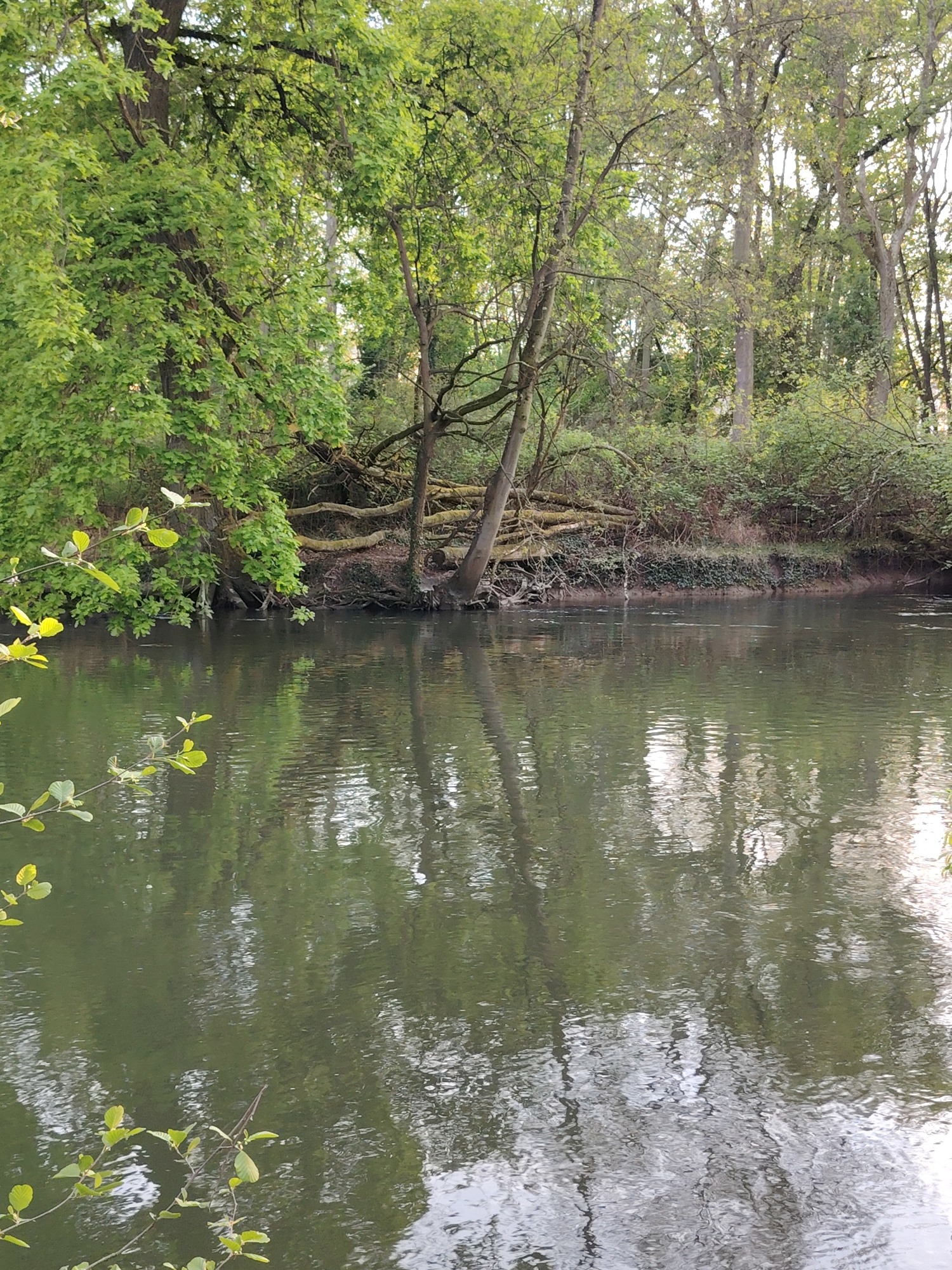 The image depicts a tranquil scene along a river or canal, likely located in Strasbourg, France, given the European foliage and architectural styles often found in the region. The water reflects the surrounding trees, creating a mirrored effect. The trees are lush and green, indicating it is likely spring or summer. Fallen branches covered in moss rest on the riverbank. There are no people visible. The water appears calm.