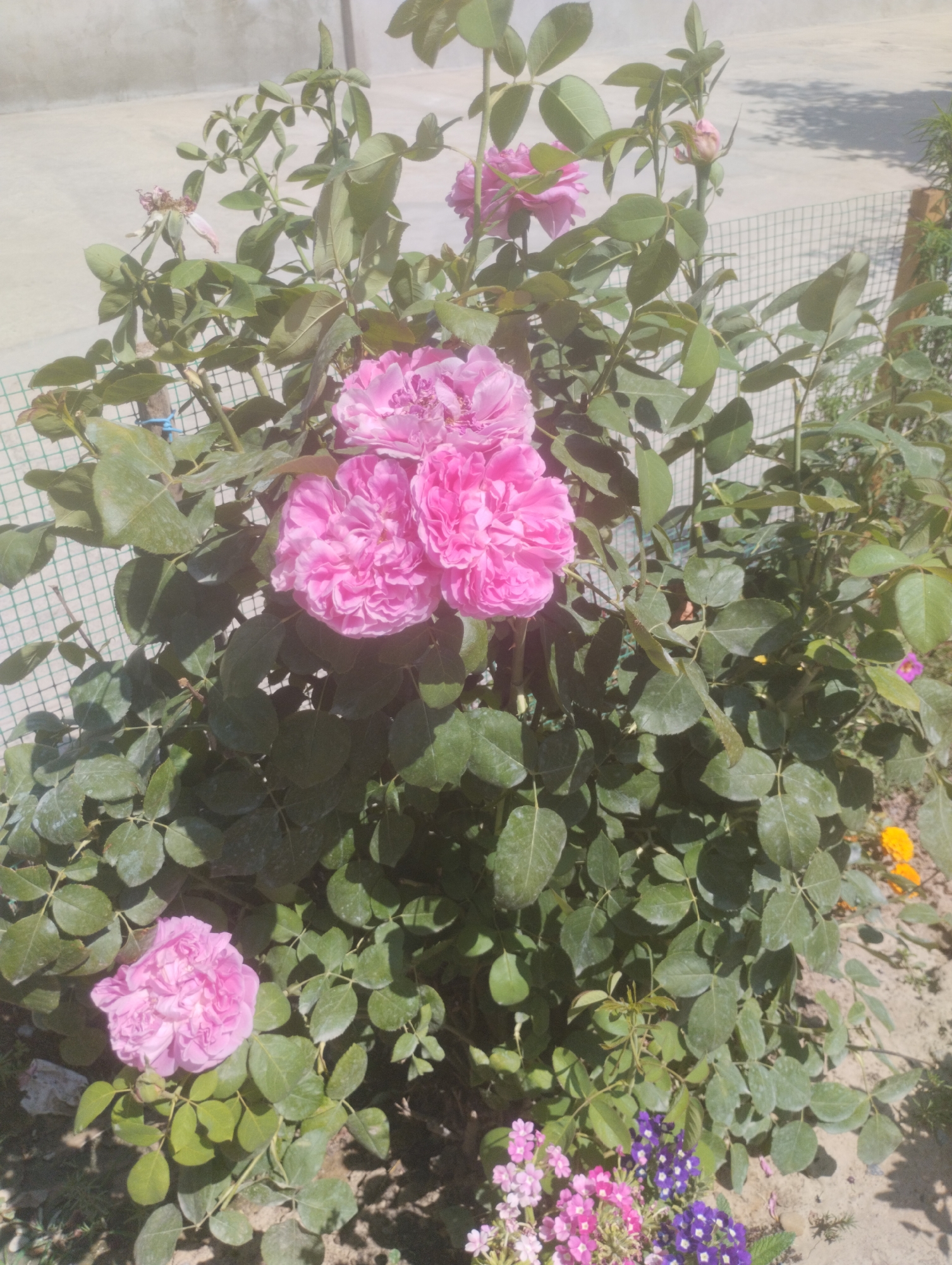 A close-up, eye-level shot captures a vibrant pink rose bush in bloom, set against a backdrop of a pale gray wall and a wire fence. The rose bush is lush and full, with numerous large, ruffled pink roses and dark green leaves. Several roses are fully open, showcasing their intricate petal structure, while others appear as buds, suggesting the bush is in peak flowering season. The ground beneath the bush is a mix of sandy soil and a few scattered small flowers in shades of pink, purple, and yellow. The lighting suggests it is daytime, possibly morning or afternoon, with shadows cast by the foliage. The overall scene is one of natural beauty and tranquility. This photograph was taken in Koçkor-Ata, Kyrgyzstan.