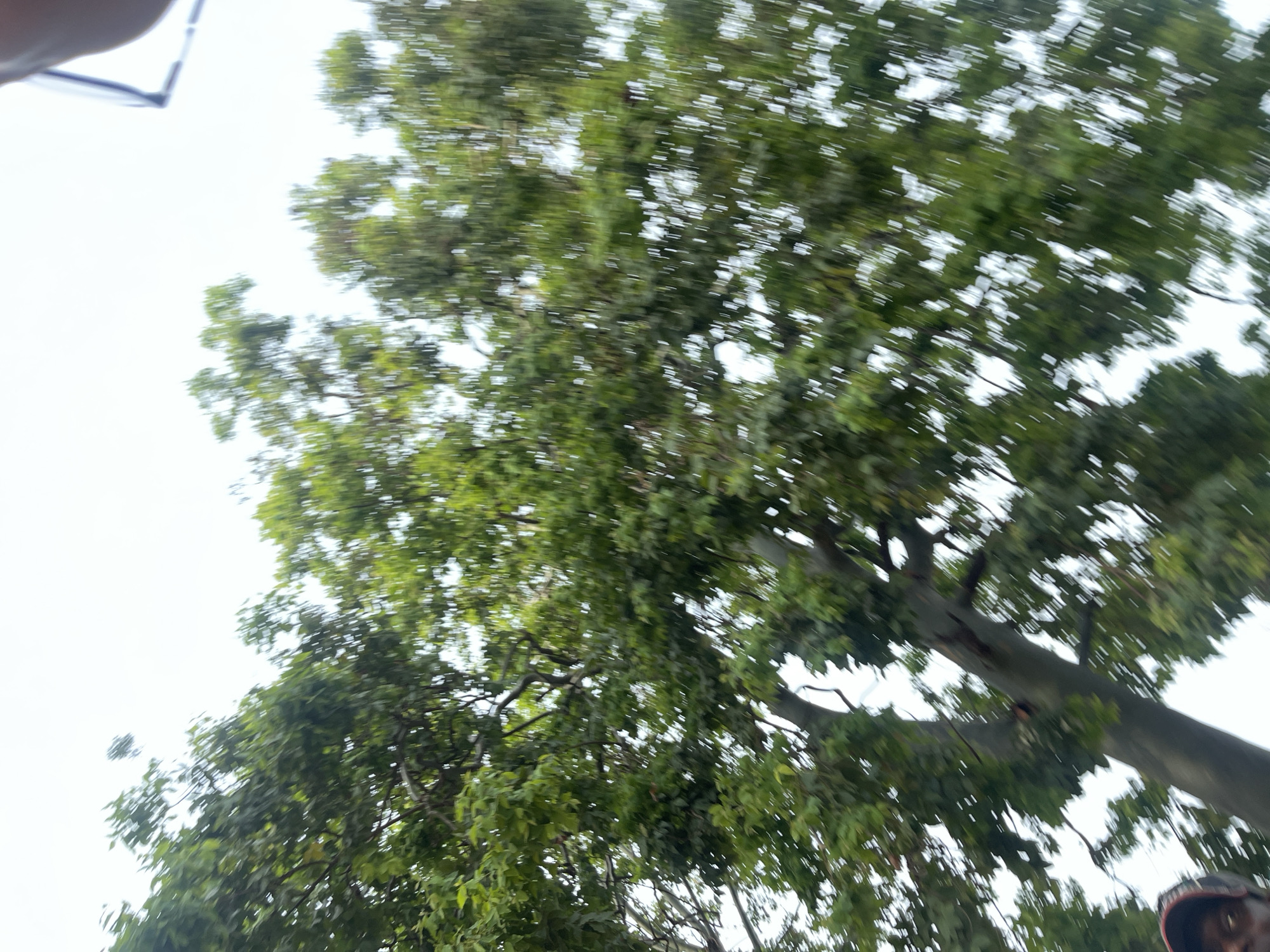 An extreme upward-angle, motion-blurred shot captures the canopy of a large tree against an overcast sky. The foliage is dense and green, with thick branches extending throughout the frame. In the bottom left corner, a person's face, partially obscured by a dark-colored hat with a red brim, is visible. The scene is set in Rafin Par, Nigeria.