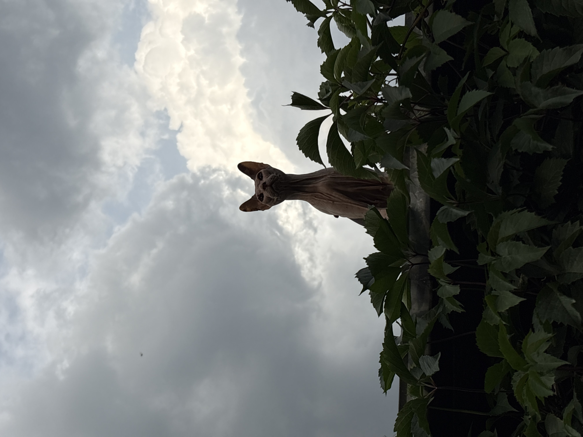 The image shows a Sphynx cat sitting on a ledge or roof, partially obscured by dark green foliage. The cat is looking upwards towards a cloudy sky. The scene is set against a backdrop of dramatic clouds, with patches of brighter sky visible. The overall lighting suggests it might be dusk or a heavily overcast day. There is no discernible information in the image that would indicate a specific location in Almaty, Kazakhstan. The description is solely based on the visual content of the provided image.