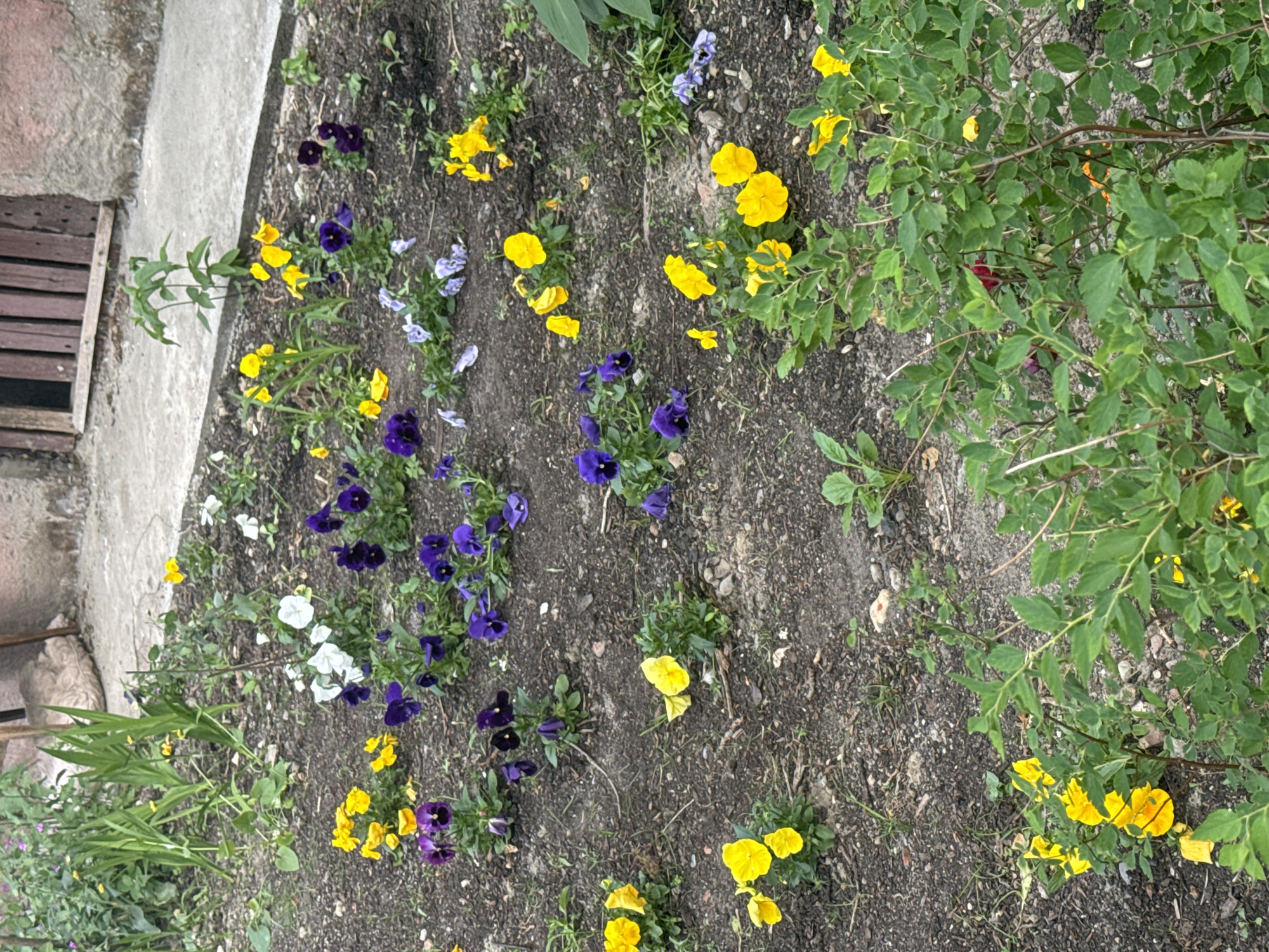 The image depicts a garden bed next to a building in an unknown location. The garden bed is filled with a variety of flowers, including yellow, purple, and white pansies. A green leafy bush is also present, partially obscuring some of the flowers. The ground is covered with soil. A portion of a building foundation and a wooden structure with slats are visible to the left of the garden bed.