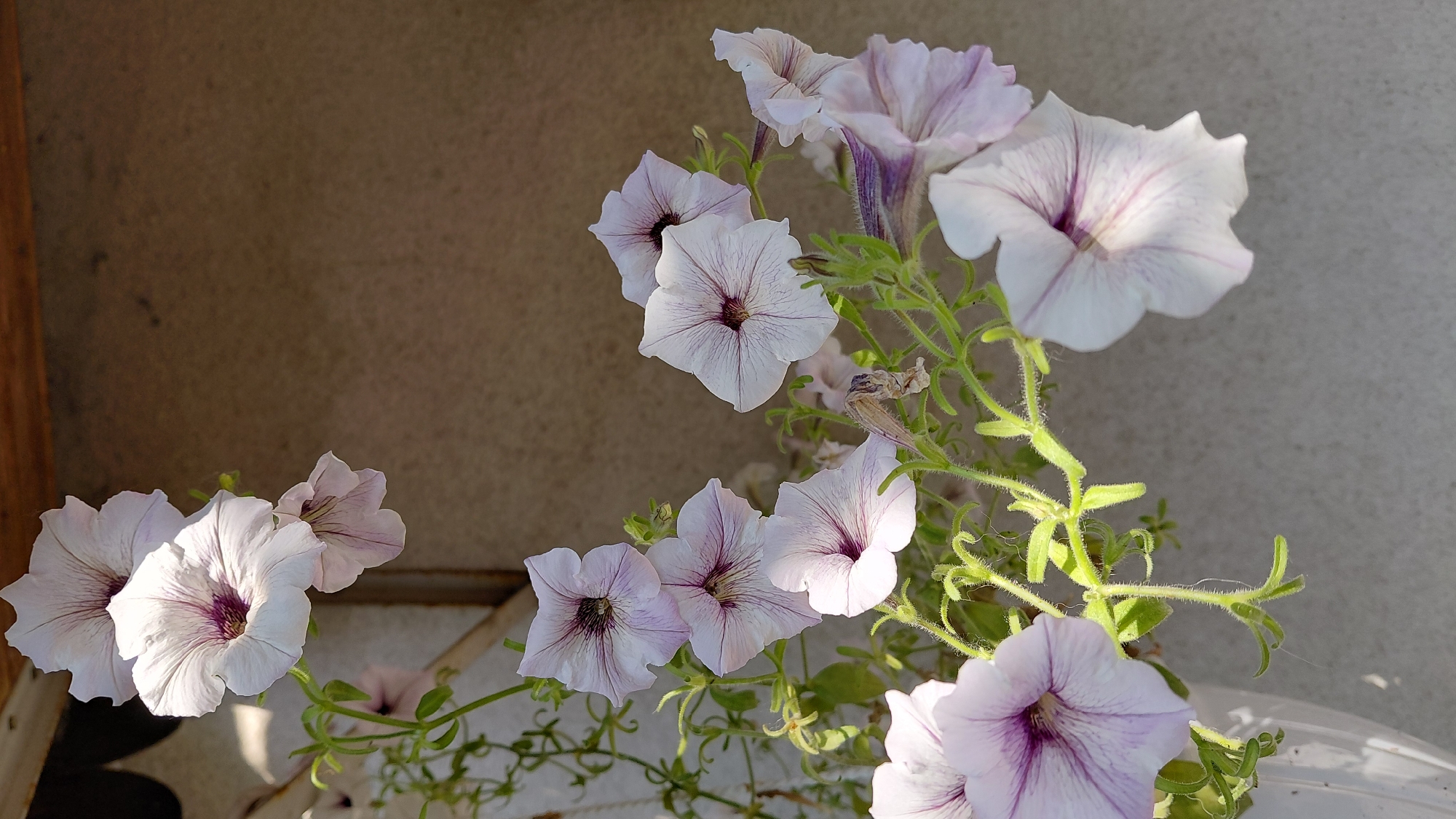 A close-up, vertical, eye-level shot captures a cluster of pale purple and white petunias with dark purple veins, cascading from a hanging planter. The flowers, with their trumpet-shaped blooms, are the primary focus, their delicate petals catching the sunlight. Green stems and leaves, covered in fine hairs, intertwine throughout the arrangement. In the background, a textured, beige wall and a wooden beam are visible, suggesting an outdoor setting. The lighting creates soft shadows and highlights on the flowers and foliage. No people or specific urban landmarks are identifiable.