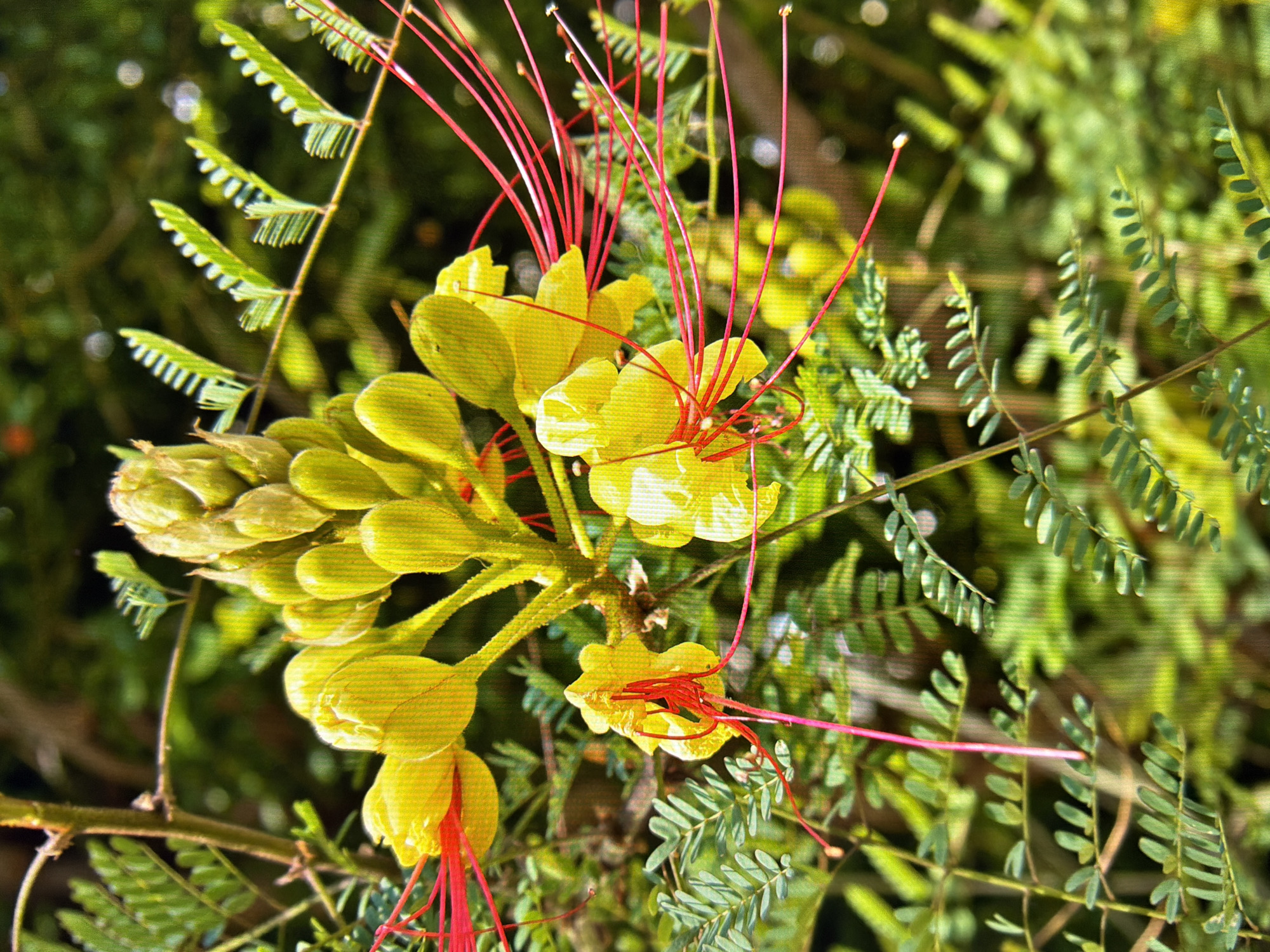 The image shows a close-up of a yellow flower with red stamens, with green foliage in the background. The flower is in bloom, with several petals visible and the red stamens extending outwards. The foliage is lush and appears to be in a garden or natural setting. There are no people or animals present in the image. The image does not provide any information about the location in the city of Kyiv, Ukraine.