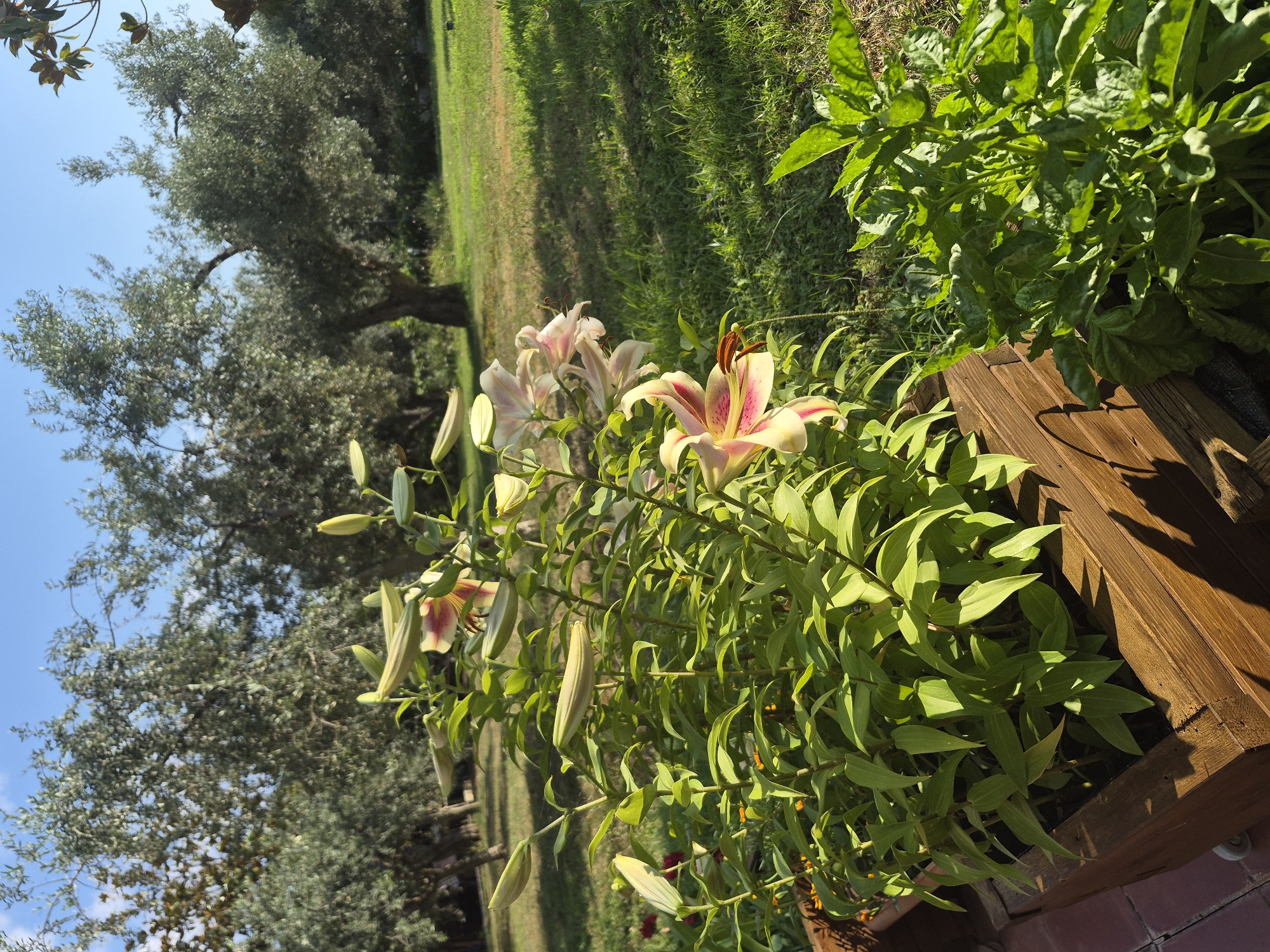 The image depicts a close-up view of a cluster of lilies in bloom, with some buds still closed, set against a natural outdoor backdrop. The lilies are predominantly a pale yellow with delicate pink streaks radiating from the center of the open flowers. Their petals are elegant and slightly curled, with prominent stamen. The plants are lush and green, with long, slender leaves.
The lilies are planted in a wooden planter box, which is visible in the foreground and to the right of the image. The wood of the planter has a warm, reddish-brown hue and shows a visible grain. Beyond the planter, a grassy lawn stretches into the distance, with patches of sunlight and shadow indicating it is a bright, sunny day. In the background, the distinctive silhouette of an olive tree with its gnarled branches and silvery-green foliage is prominent against a clear blue sky. The overall scene suggests a peaceful garden setting.
The time of day appears to be late morning or early afternoon, given the quality of the sunlight and the shadows cast. The weather is clear and sunny. The location cues, such as the olive tree and the bright Mediterranean-style sunlight, align with the provided location context of Makri, Greece. There is no visible text in the image. The scene evokes a sense of natural beauty and tranquility.
