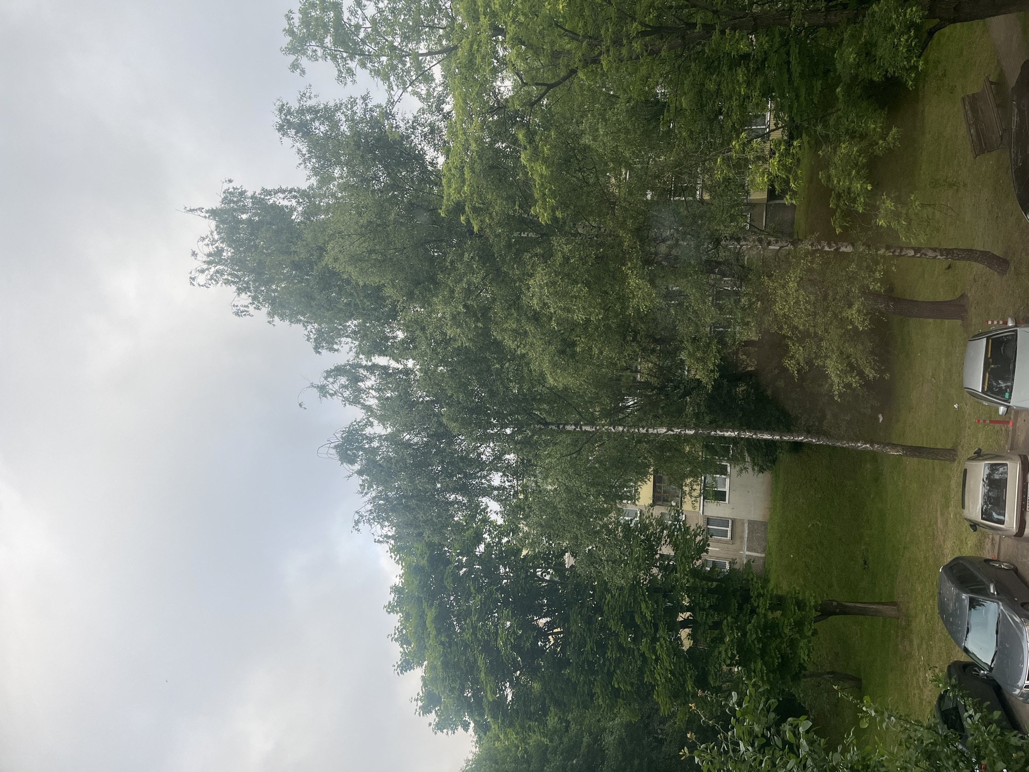 An overcast sky looms above a residential area in Minsk, Belarus. In the foreground, lush green trees dominate the scene, their leaves creating a dense canopy. Among the trees, a multi-story apartment building with light-colored walls and yellow accents is partially visible. The building features rows of windows, some with white frames. Below the trees and building, a grassy slope leads down to a parking area. Several cars are parked on the asphalt, including a dark gray sedan or wagon, a lighter colored sedan, and parts of other vehicles. A wooden park bench sits on the grass near the edge of the parking lot. The overall impression is a typical urban residential landscape on a cloudy day.