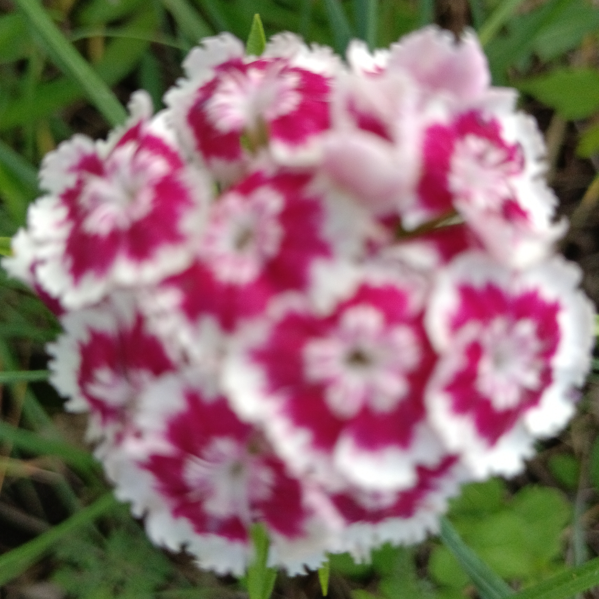The image is a close-up, slightly blurred shot of a cluster of pink and white flowers with serrated petal edges, set against a background of green foliage. There are no people visible in the image. The focus is on the delicate petals and their vibrant color contrast. The setting appears to be outdoors, possibly a garden or park. No specific location in Novokuybyshevsk, Russia can be determined from the visual information provided in the image.