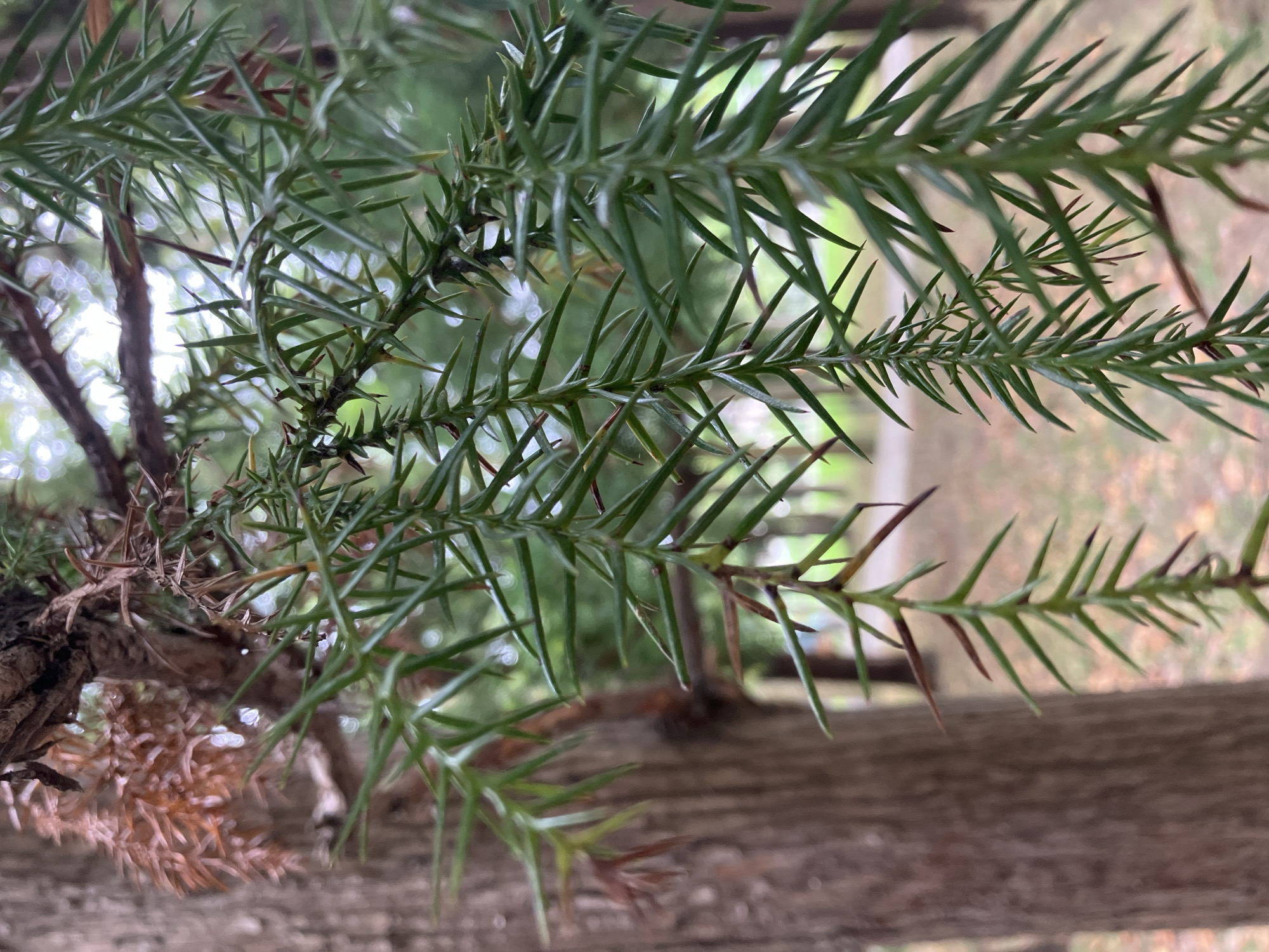 In the city of Batumi, Georgia, a close-up, low-angle shot captures the drooping, needle-like foliage of a coniferous tree. The green needles are sharply pointed, with some appearing dry and brown at the tips. These needles hang in clusters, creating a dense, layered effect. Behind the branches, the textured bark of a tree trunk is visible, its rough surface a contrast to the soft needles. The background is blurred, suggesting an outdoor environment with hints of green foliage and a soft, diffused light filtering through the leaves. The overall impression is one of natural detail and the subtle beauty of the plant's texture and form.
