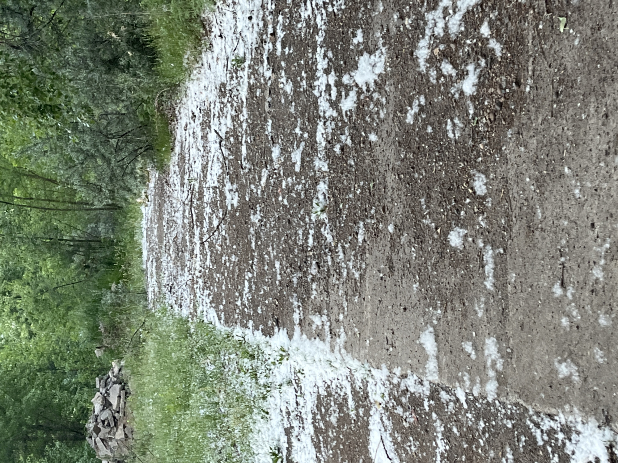 The image displays a dirt or gravel path, stretching into the distance, heavily covered with white, fluffy material, likely poplar or cottonwood seeds. The path's surface is dark brown and appears unpaved, with the white material scattered unevenly across it. To the left of the path, dense green foliage, including trees and undergrowth, creates a lush, wooded backdrop, suggesting a natural or park setting. A small pile of grey, angular stones or rubble is visible on the left side, near the foreground, nestled among the green grass. The scene is illuminated by natural daylight, indicating it is daytime, possibly late spring or early summer in Chaikovsky, Russia, given the seasonal shedding of such plant material. No people or activities are depicted, and no text is visible. The overall atmosphere is tranquil and natural.