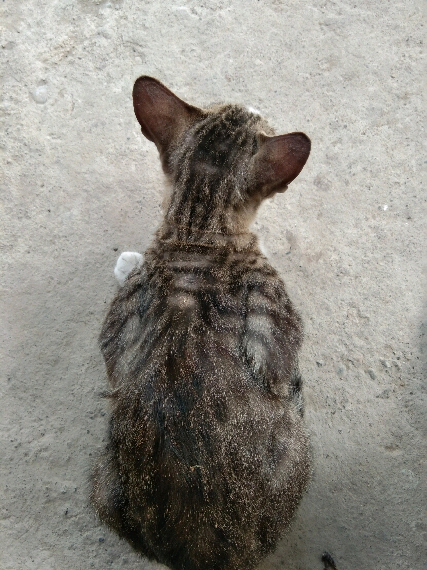 A young tabby cat with striped fur is viewed from directly above, sitting on a textured concrete surface. The cat's head is turned away from the camera, revealing its ears and the back of its neck. Its fur is a mix of brown, black, and gray stripes. A small patch of white fur is visible on its left foreleg. The concrete ground is rough and uneven, with some scattered debris. The image was taken outdoors, likely in an urban or semi-urban setting. The location is specified as Karangsambung, Indonesia.
