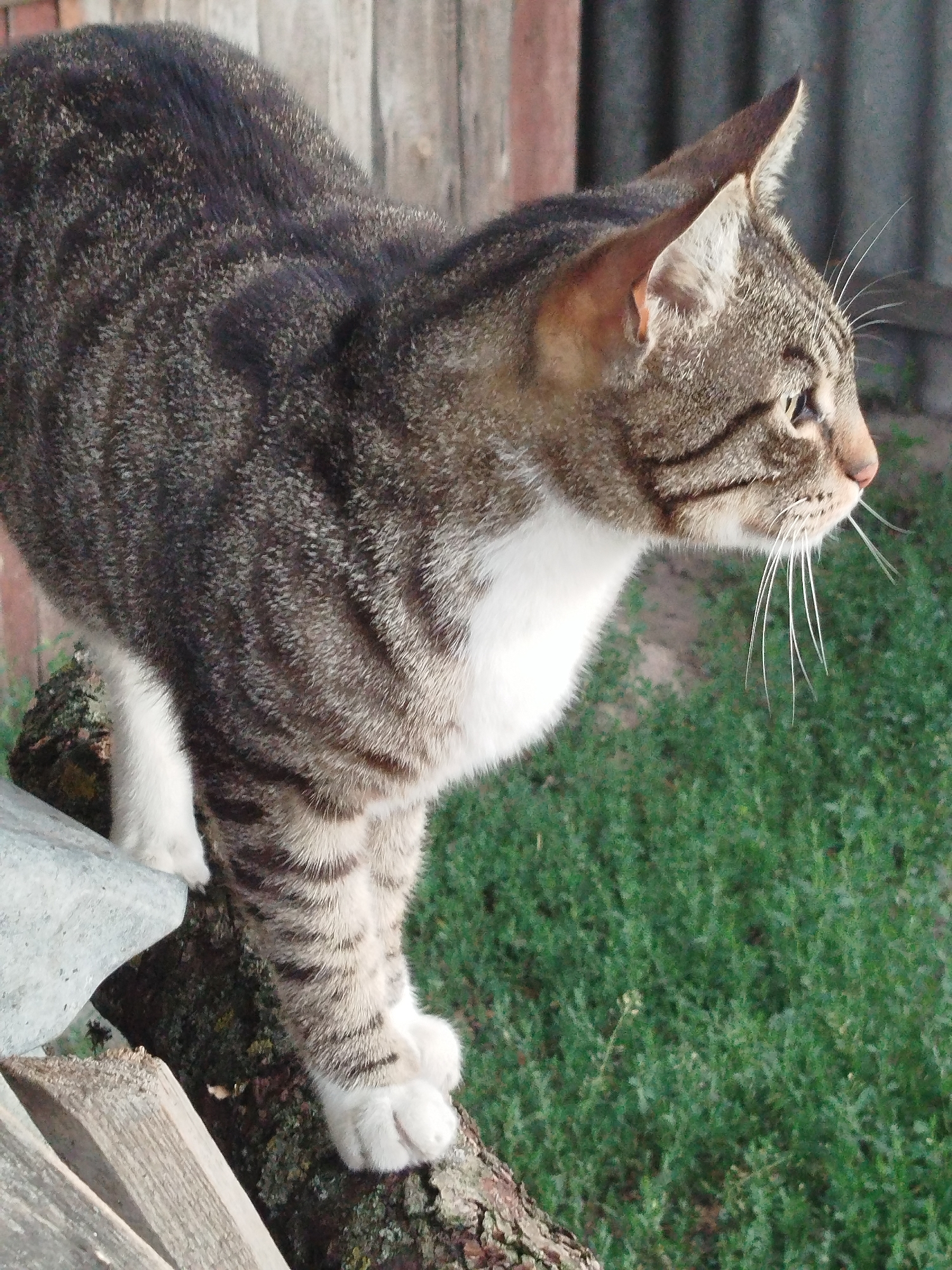 An outdoor scene in Ustyvytsia, Ukraine, features a domestic short-haired tabby cat with grey-brown fur and prominent dark stripes, accented by a white chest, belly, and paws. The cat is positioned on a dark, textured log or thick branch, with its head turned sharply to the right, eyes focused forward and slightly downward, and prominent white whiskers. Its posture suggests alertness or observation. To the immediate left of the cat, a light grey, irregular stone or concrete slab is visible, positioned above two weathered, light-colored wooden planks. The background consists of a blurred, dark vertical element to the far left, a grey, corrugated-like fence or wall behind the cat's upper body, and a patch of dense, vibrant green grass or foliage in the lower right and mid-right portions of the frame. Natural daylight illuminates the scene.