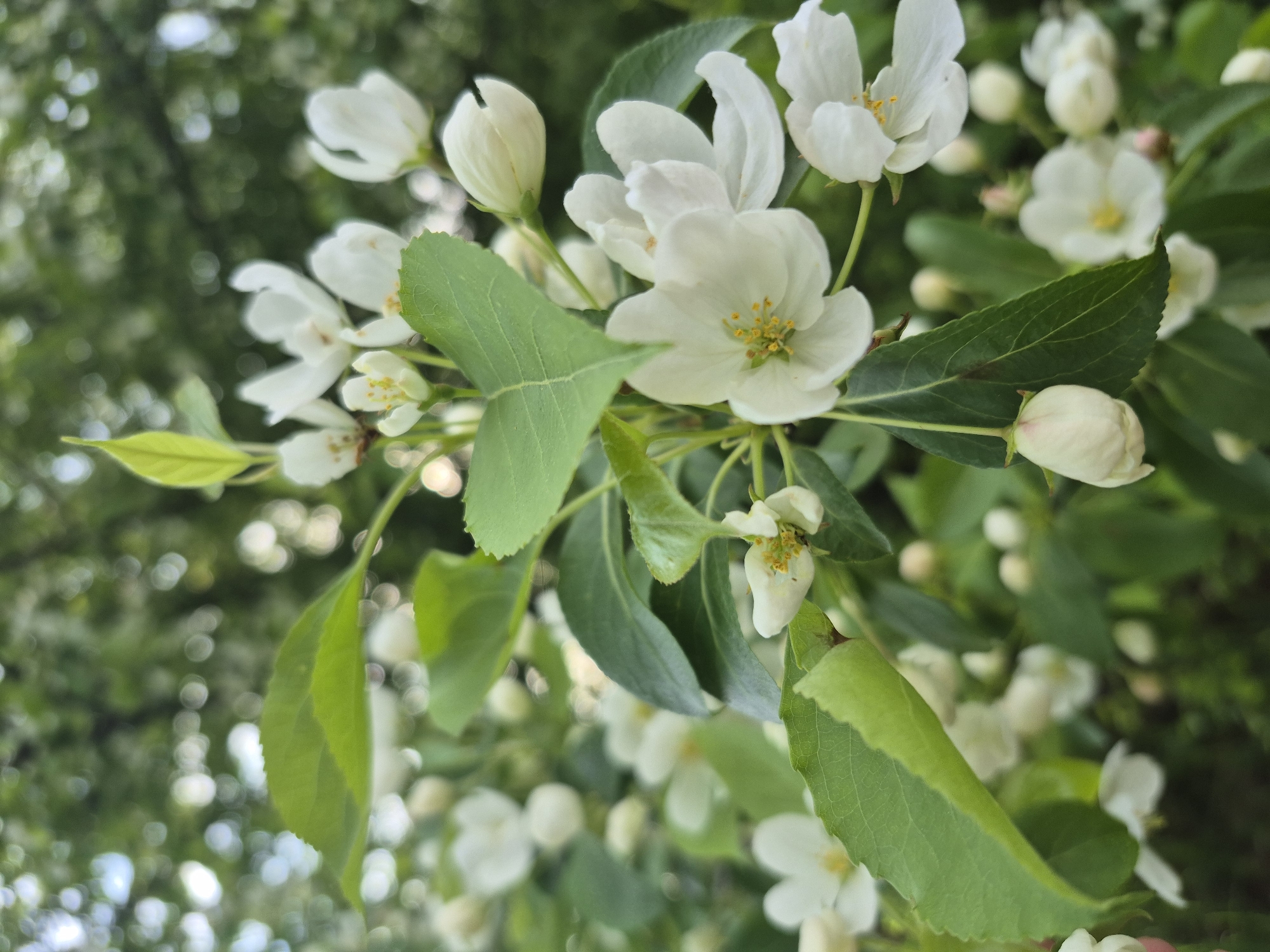 The image depicts a close-up view of a flowering tree branch. The flowers are white with yellow centers. Green leaves are interspersed with the flowers. The background is blurred, suggesting other flowers and foliage further away. The location is in the city of Unknown, Unknown.