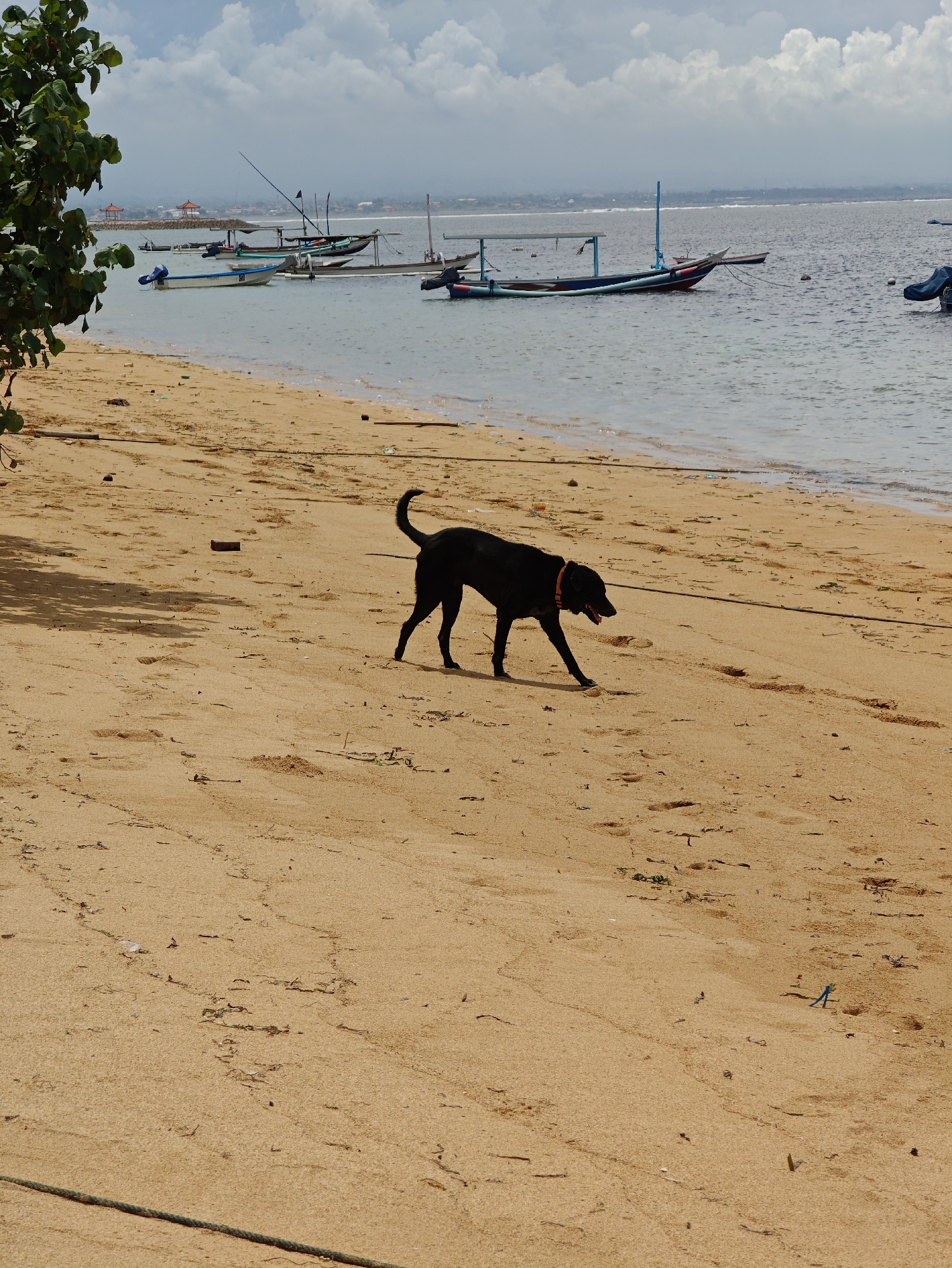 A black dog with an orange collar walks along a sandy beach in Denpasar, Indonesia, in this daytime scene. The dog, positioned in the mid-ground, moves from right to left, with its mouth slightly open and tail curled upwards. Its shadow is cast on the textured, light brown sand, which shows footprints and scattered debris like small pieces of wood, leaves, and some plastic. A dark rope lies across the bottom of the frame, and another thin dark line stretches horizontally across the sand behind the dog.
Beyond the shoreline, several traditional Indonesian fishing or passenger boats (likely jukungs) are anchored in the calm, light blue-green water. These boats feature distinct outriggers and are painted in various colors, including blues, reds, and whites. In the far distance, across the bay, a faint coastline is visible with some structures, possibly small pagodas or temples with red roofs. A leafy green plant partially frames the left side of the image. The sky above is mostly cloudy, with large white and grey clouds diffusing the sunlight, suggesting either a cloudy day or a time when the sun is not directly overhead. The overall atmosphere is tranquil and relaxed, capturing a typical coastal scene. No discernible text is visible.