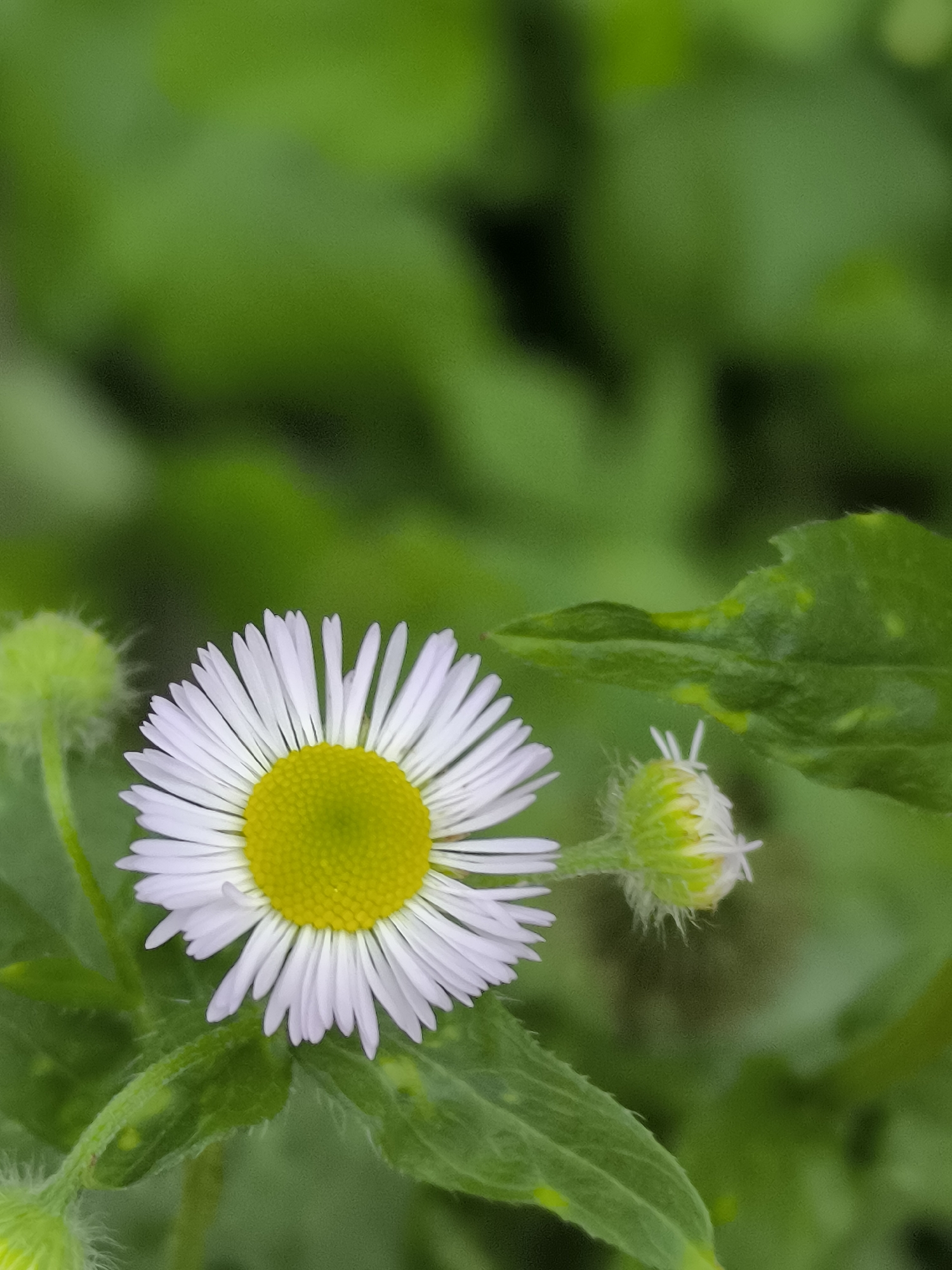 A close-up, vertical, eye-level shot shows a white-petaled daisy with a bright yellow center. The daisy is in focus, with its petals radiating outward. To the left of the daisy, there is a fuzzy green bud, and to the right, a smaller, unopened bud is visible. The background is a soft, blurred expanse of green foliage, suggesting an outdoor setting. There is no information available to determine the location in the city of Klaipėda, Lithuania.