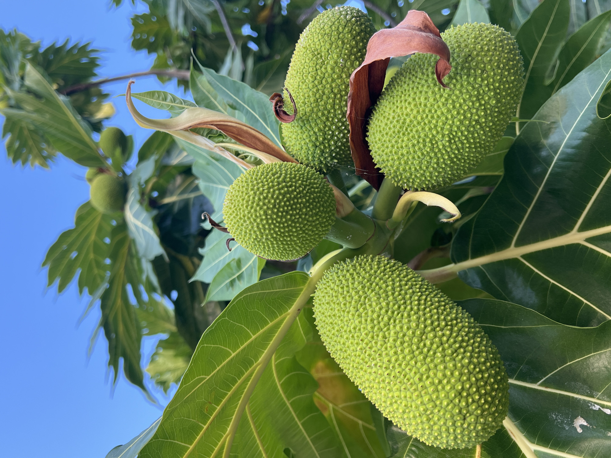 The image depicts a cluster of green breadfruits hanging from a tree, set against a clear blue sky. The breadfruits are the main subjects, characterized by their oval shape and a bumpy, textured surface covered in small, hexagonal protrusions. Several breadfruits are visible, with some larger and closer to the foreground, while others are smaller and further back, suggesting they are at different stages of growth.
The surrounding foliage consists of large, vibrant green leaves, some of which are broad and lobed with prominent veins, while others are elongated and pointed. A few dried, brown leaves are also interspersed among the green ones, adding a touch of natural decay to the scene. The overall setting appears to be outdoors, likely in a tropical environment given the presence of breadfruit trees and the bright, clear sky, which suggests a sunny day. The image is a close-up shot, focusing on the fruits and leaves, with the sky serving as a simple backdrop. There is no activity or event taking place, as the image captures a still moment of nature.
Notable details include the intricate patterns on the breadfruits and leaves, the play of light and shadow on the foliage, and the crisp blue of the sky. The time of day is likely daytime, indicated by the bright sunlight. The location context provided suggests the breadfruits are in Koh Phangan, Thailand. No text is visible in the image. The overall emotion conveyed is one of natural abundance and tropical serenity.