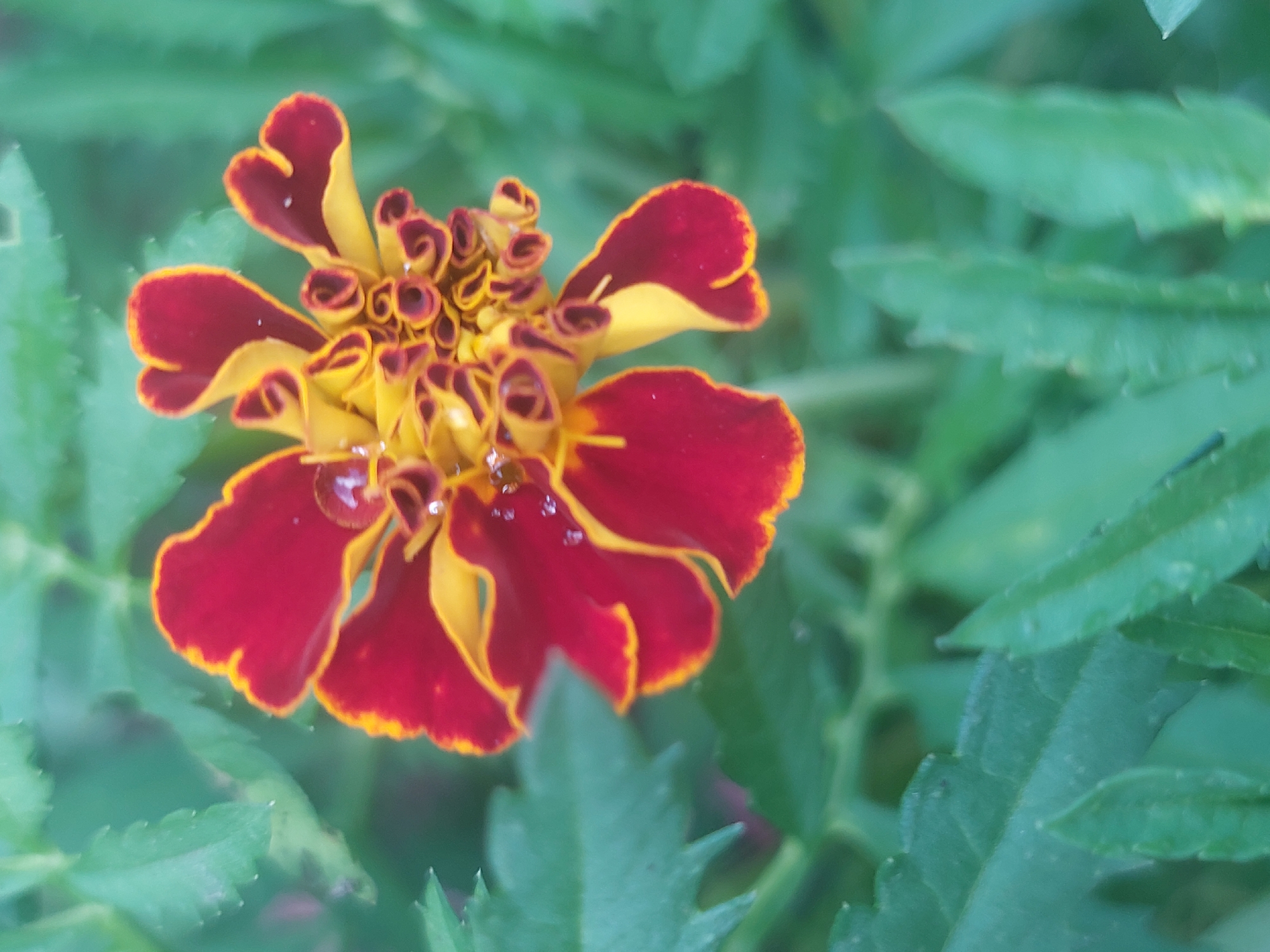 The image shows a close-up of a red and yellow marigold flower with dew drops on its petals. The flower is surrounded by green leaves. The background is blurred, suggesting a shallow depth of field. The image was taken in the city of Timiryazevskoe, Russia.
