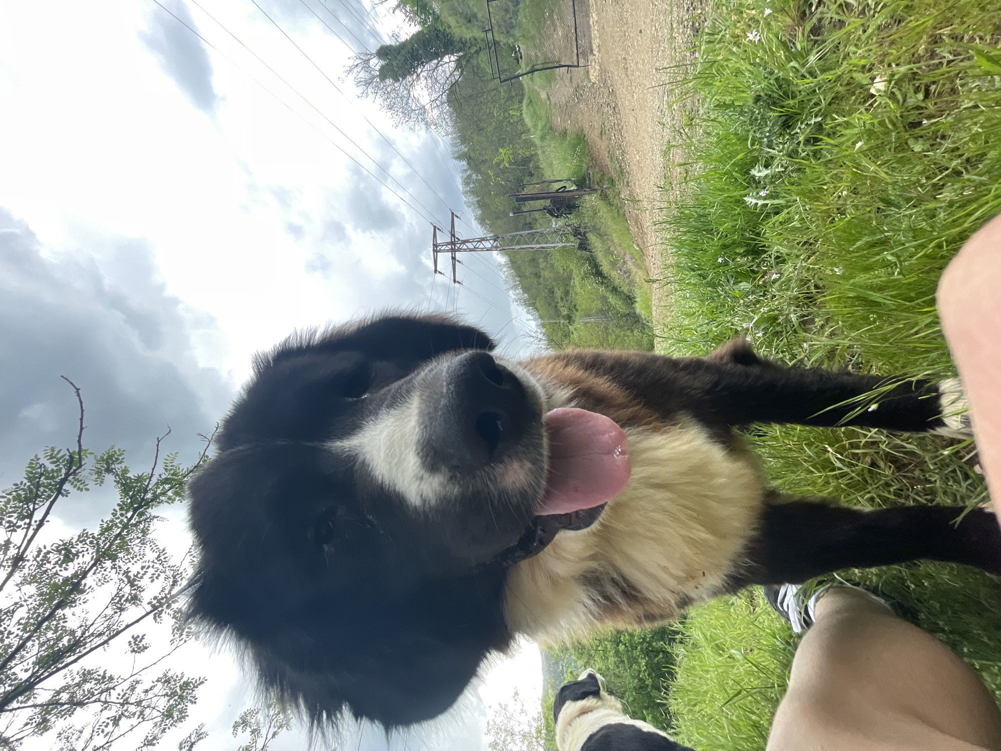 A close-up photograph shows a dog with black and white fur, its tongue sticking out. The dog appears to be panting. To the right of the dog are a person's leg and foot wearing a black and white shoe. The background features green grass, a dirt path, trees, and a cloudy sky with power lines. The photo was taken in Zlatograd, Bulgaria.