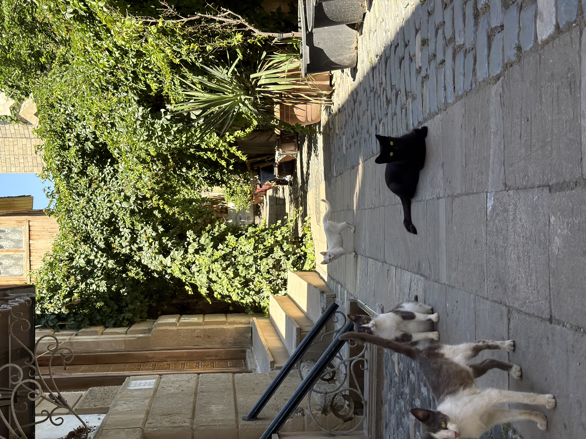 A narrow, cobblestone alleyway in Sabail Raion, Azerbaijan is lined with stone buildings and overgrown with dense green ivy. Sunlight casts sharp shadows across the ground. Four cats are present: a black cat with yellow eyes lies on the cobblestones in the foreground, to its right a white cat stands alert, facing away from the viewer. Further back, a grey and white cat sits, and a white cat with grey markings stands near a set of stone steps leading up to a building entrance. Decorative metal railings and a wrought iron gate are visible near the steps. Large potted plants, including a yucca, are placed along the right side of the alley.