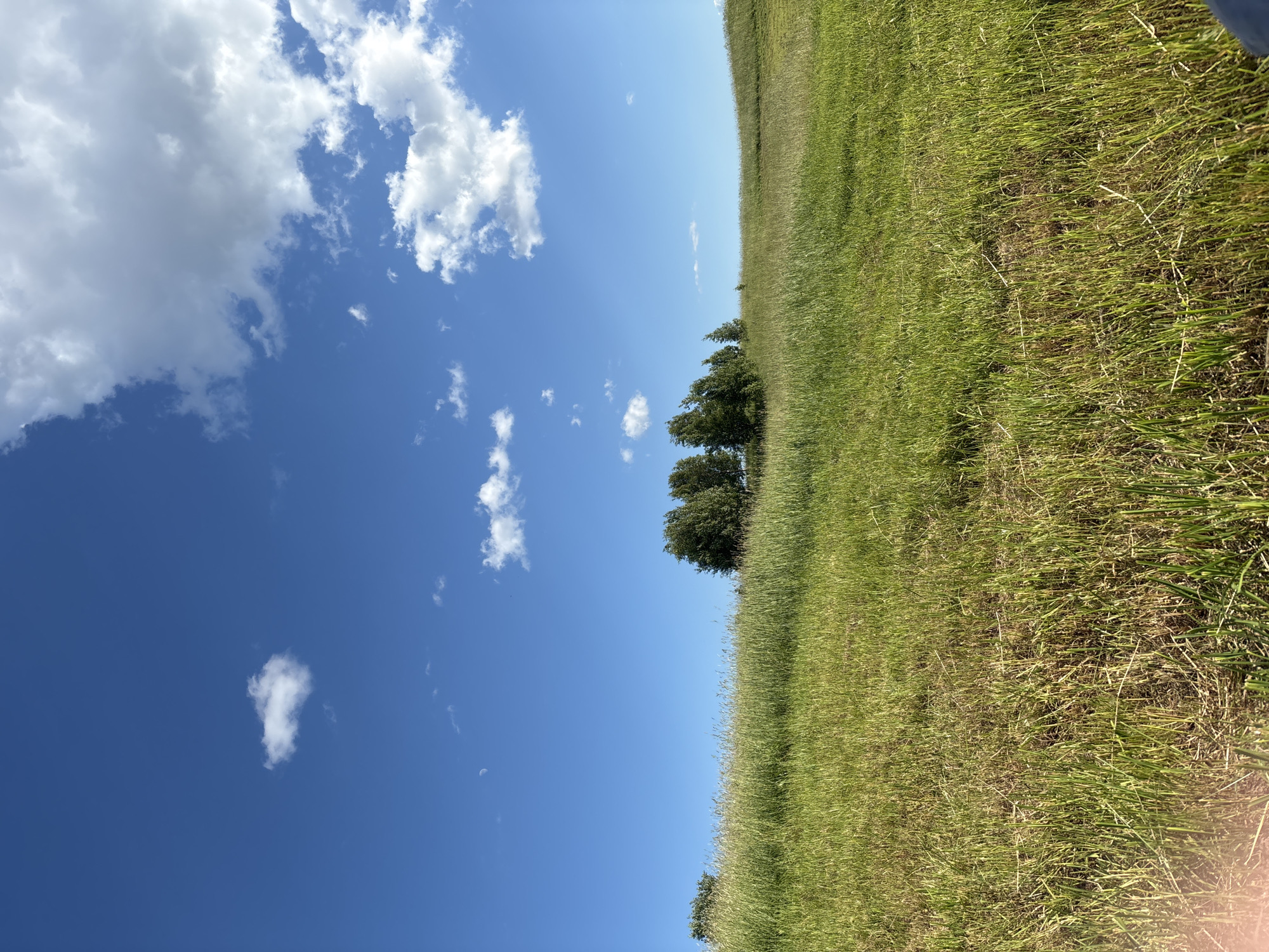 This is a landscape image taken in Lednevo, Russia, on a clear, sunny day. The scene is dominated by a vast expanse of bright blue sky filled with scattered white clouds. In the foreground, a field of tall green grass stretches diagonally across the frame, appearing slightly wild and unkempt. A few trees are visible in the middle ground, dotting the edge of the grassy field. The overall impression is one of a natural, open, and tranquil environment, likely experienced during daylight hours given the bright illumination and clear sky. There are no people or specific objects that stand out, the focus being on the natural elements of the sky and field. The orientation of the image is rotated 90 degrees counter-clockwise.