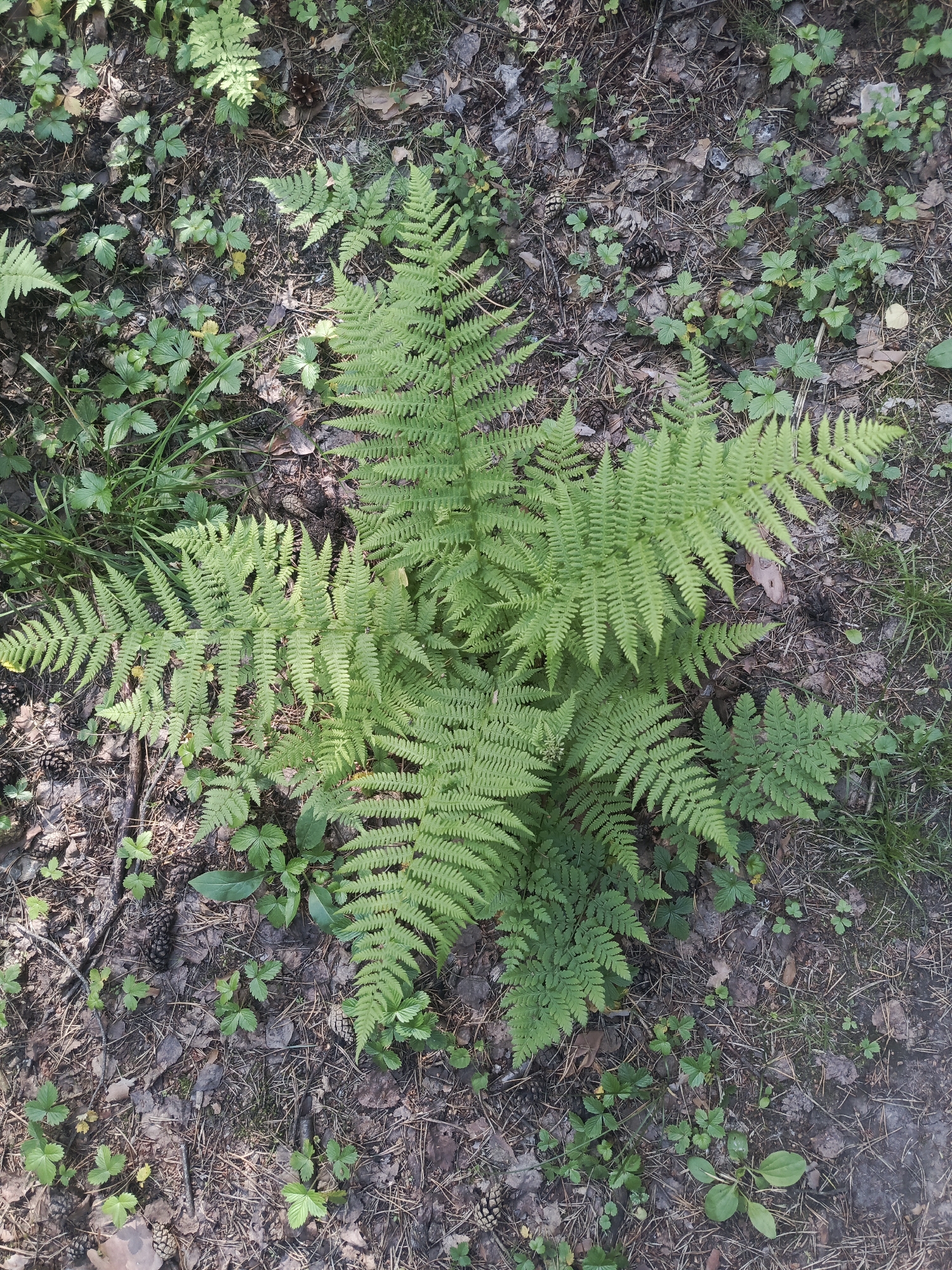 This media file depicts a patch of lush green ferns growing on a forest floor. The ferns are the primary subjects, with their intricate, feathery fronds dominating the center of the frame. The ground around the ferns is covered in a natural tapestry of fallen pine needles, dry leaves, small twigs, and scattered pinecones, indicative of a woodland environment. Small, young green plants, possibly wild strawberries or clover, are interspersed among the debris, adding to the lushness of the undergrowth.
The scene suggests a natural outdoor setting, likely a forest or wooded area. The lighting indicates it is daytime, with dappled sunlight filtering through the trees, creating a mix of bright spots and shadows on the forest floor. The overall impression is one of tranquility and natural beauty, common in temperate forests. There are no people or animals visible, and no specific event is taking place; it's a still-life observation of nature.
The location context of Perm, Russia, further solidifies the understanding of the environment. The vegetation and forest floor composition are consistent with typical woodland flora found in that region. There is no visible text within the image. The image is a straightforward capture of a forest floor scene, focusing on the texture and detail of the ferns and their surroundings.