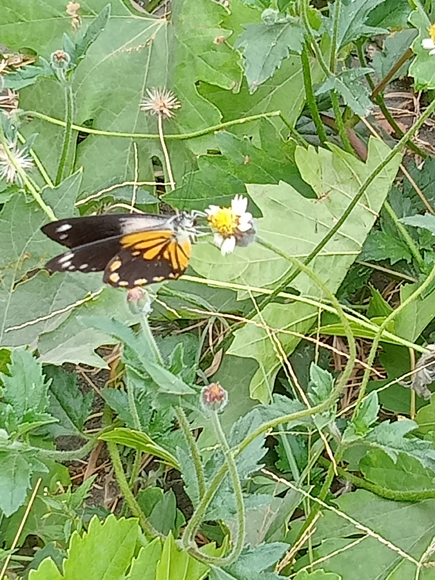 A butterfly with black, yellow, and white markings rests on a small white and yellow flower. The butterfly's wings are spread, revealing its intricate patterns. The surrounding environment consists of lush green foliage, with various leaves and stems visible. The scene appears to be in a natural setting, possibly a garden or a park in Simo, Indonesia.