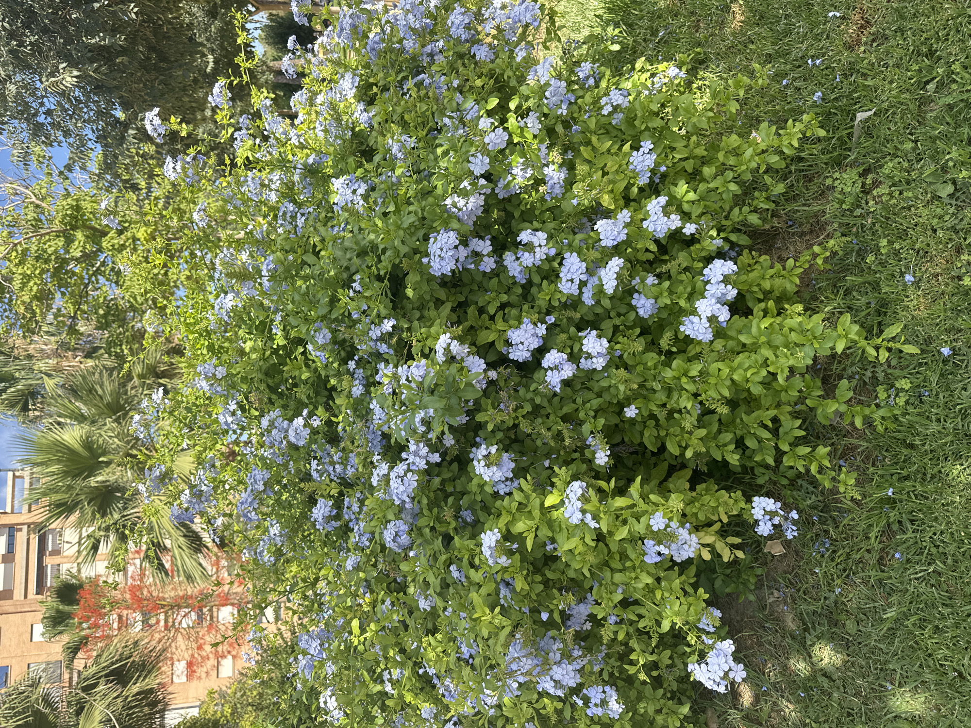 This image captures a blooming plumbago bush with delicate light blue flowers, set against a backdrop of lush green foliage. In the background, a multi-story brick building with multiple windows is visible, partially obscured by palm trees. To the right, other trees with varying shades of green foliage and a patch of green grass complete the scene. The image appears to be taken in an urban setting, possibly a park or garden area within the city of Murcia, Spain, given the presence of the building and the Mediterranean vegetation. There are no people or animals present in the image. The lighting suggests it is daytime, with sunlight filtering through the leaves and creating shadows on the grass. The ground is covered with grass and some fallen leaves and petals.