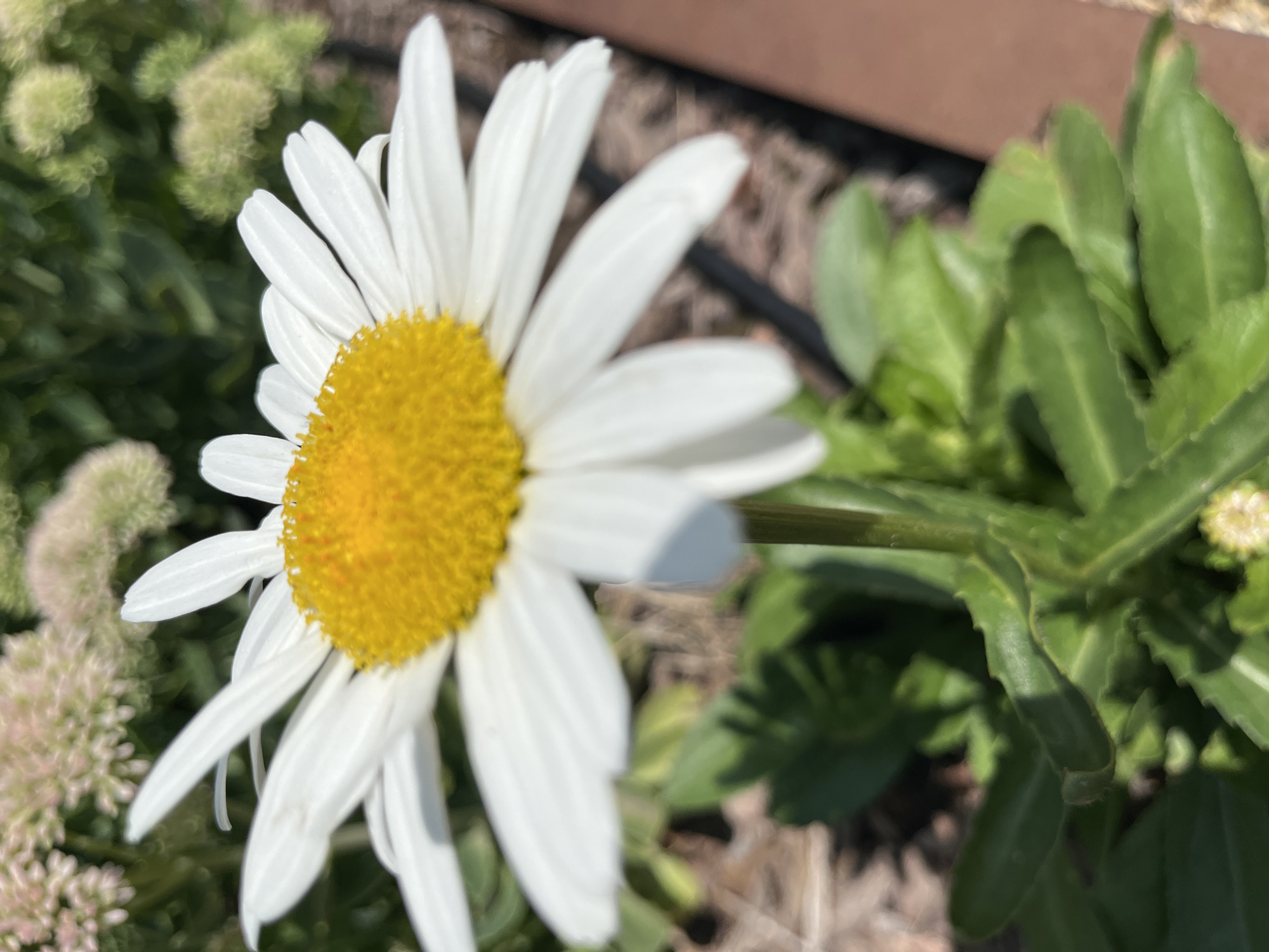 The image displays a close-up, eye-level view of a single daisy flower with white petals and a yellow center. The flower is in focus, with its stem and green leaves visible below. The background is blurred, showing hints of other plants with pink and green foliage, and a brown, textured surface that appears to be a planter or edging. The lighting suggests it is daytime, with sunlight casting shadows. The scene is natural and appears to be outdoors in a garden or park setting. There are no people or animals present. The location in Astana, Kazakhstan, is not discernible from the visual information alone.