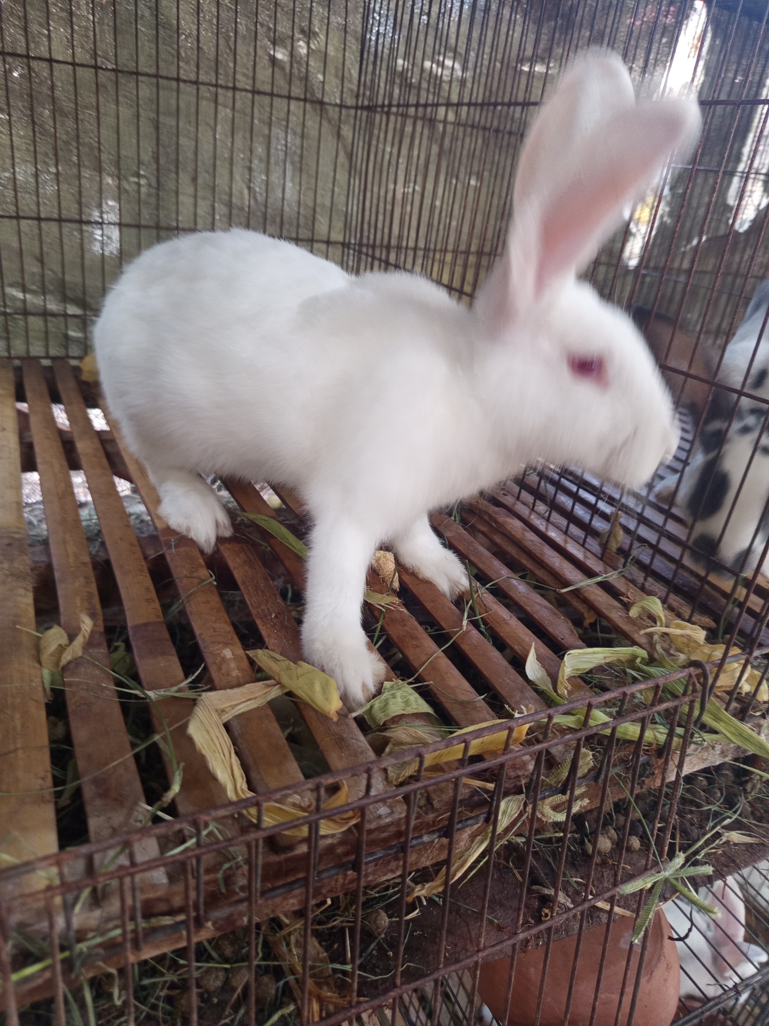 A close-up, eye-level shot captures a white rabbit with pink eyes and ears standing on a wooden slatted floor within a metal cage. The rabbit is positioned on the left side of the frame, facing right, with its head tilted upwards and its ears prominent. Partially visible behind the white rabbit, on the right side of the cage, is another rabbit with black and white markings. The cage floor is covered with dried leaves and grass. The background consists of a metallic, possibly corrugated, sheet. The scene is dark, with some light filtering through the cage bars. The overall impression is one of a captive animal in a rustic enclosure, likely in an outdoor or semi-outdoor setting.