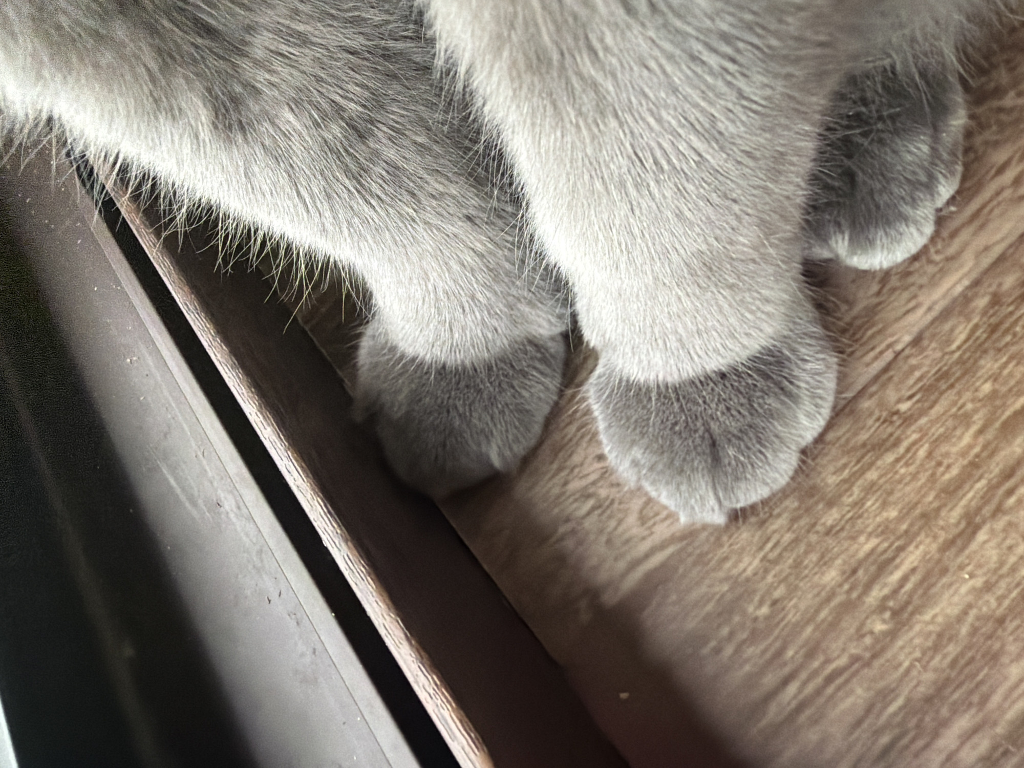 The image is a close-up shot of a cat's paws resting on a wooden floor next to a dark, narrow ledge. The cat's fur is a soft grey, and its paws are rounded and furry. The wooden floor has a visible grain pattern, and the ledge appears to be part of a piece of furniture or a windowsill. There are no people or any other animals present in the frame. The lighting suggests an indoor environment, possibly near a window. The image is taken from a low angle, focusing solely on the cat's paws and the immediate surroundings. There is no discernible information about the city of Orehovitsa, Bulgaria, within this image.