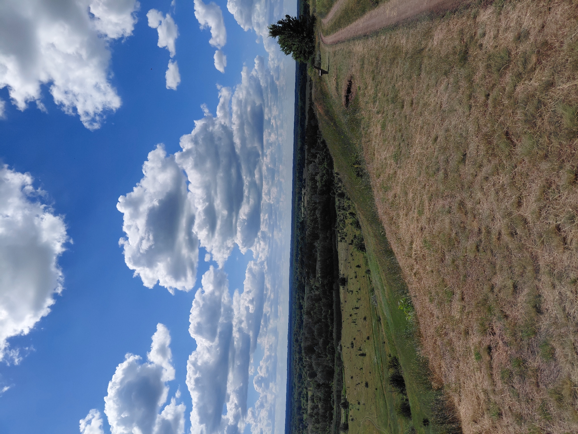 The image depicts a scenic overlook in Ustyvytsia, Ukraine. A dirt path winds along the crest of a grassy hill, leading to a solitary bench situated beneath a large tree on the right side of the frame. The foreground is dominated by dry, sun-bleached grass, suggesting a warm season. Below the hill, a vast expanse of green, tree-filled landscape stretches to the horizon. The sky is a vibrant blue, punctuated by a scattering of large, fluffy white clouds. The overall impression is one of natural beauty and tranquility.