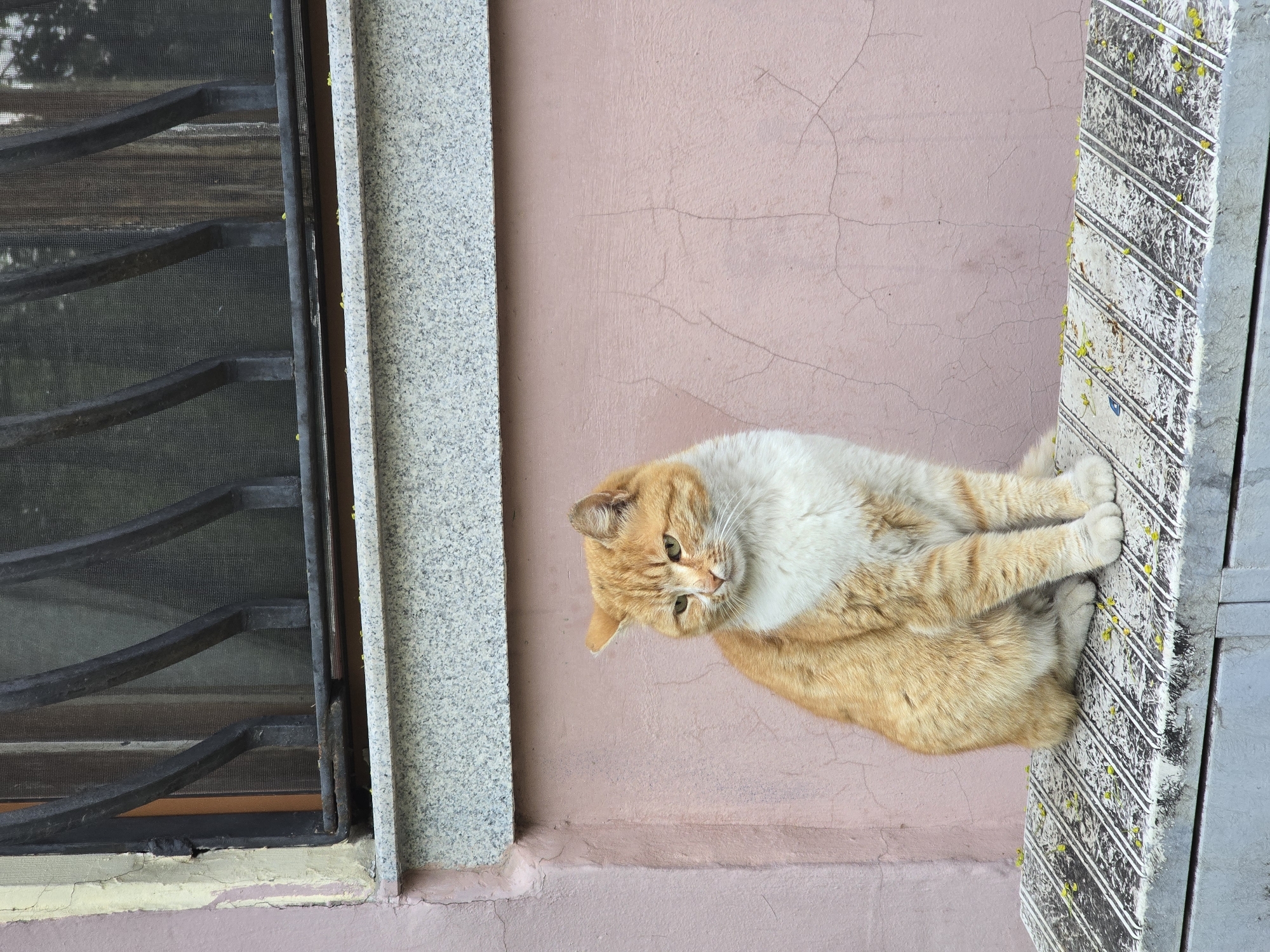 An orange and white cat is depicted lying on a ledge or surface beside a building wall. The cat, predominantly ginger on its head and back with white fur covering its chest, belly, and paws, looks towards the viewer with bright green eyes and a gentle head tilt, conveying a sense of curiosity and relaxation.
The background consists of a light pink or peach-colored wall, exhibiting texture and several fine cracks, indicative of aged stucco or plaster. To the cat's right, there's a grey, speckled column or frame, resembling granite. Further to the right of this column is a window or opening secured by a dark, weathered metal security grill with horizontal and diagonal bars, behind which a mesh screen is visible. The base of the window and the wall beneath show signs of wear.
To the cat's left, another vertical structure is present, characterized by a grey base with distinct white diagonal stripes and heavily speckled with numerous small yellowish-green particles, which could be pollen or debris. The cat's paws are tucked in, resting near this striped surface.
The scene suggests an outdoor architectural setting, likely a building exterior in Plovdiv, Bulgaria, given the provided location context. The lighting indicates it is daytime. There is no visible text in the image.