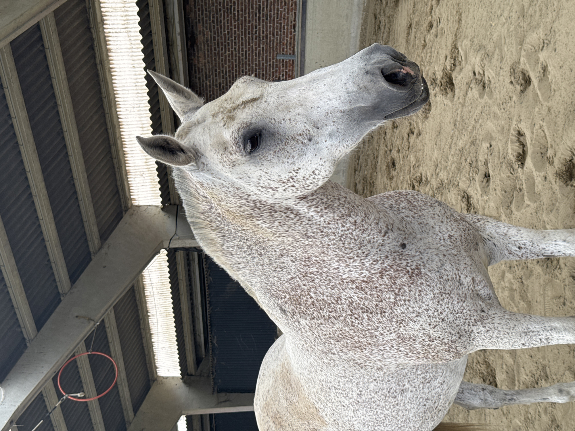 A dappled grey horse stands in a sandy enclosure under a corrugated metal roof supported by concrete pillars. The horse, facing right in profile, has its head slightly lowered, and its ears are pricked forward. The background shows a dark wall and a brick wall. A red hoop hangs from the ceiling on the left side of the frame. The environment suggests an indoor riding arena, possibly at a stable or equestrian center in Estaimpuis, Belgium.