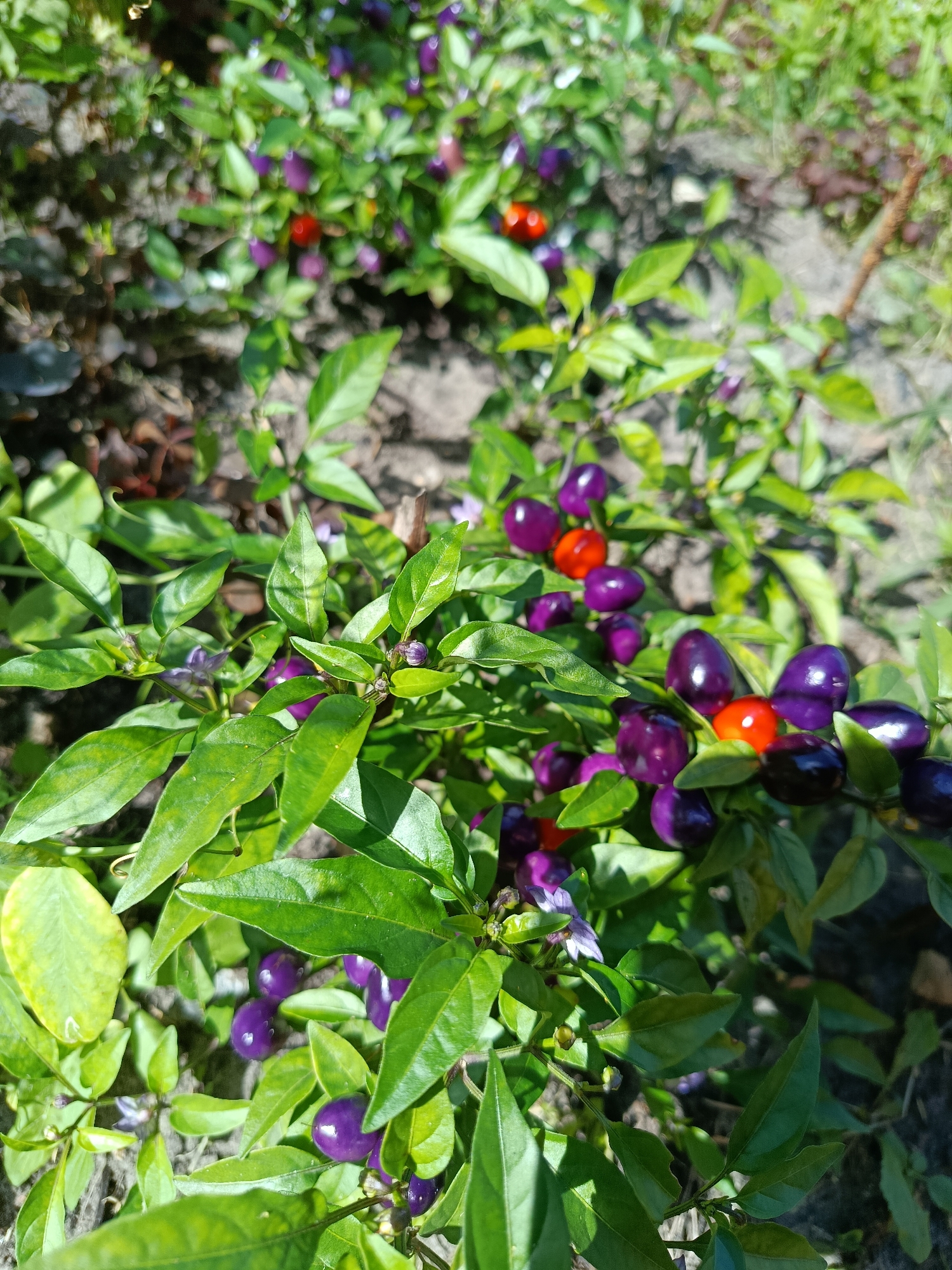 A close-up, eye-level shot shows a chili pepper plant with numerous small, oval-shaped peppers in varying stages of ripeness. The peppers are predominantly a deep purple, transitioning to vibrant red in some areas. The plant has lush green leaves, some of which are slightly yellowed, and small, delicate purple flowers are also visible. The peppers are clustered together on thin stems. The background is blurred, showing rough soil and out-of-focus greenery, suggesting an outdoor garden setting. The lighting is bright, indicating a sunny day. The scene is devoid of any human presence or activity.