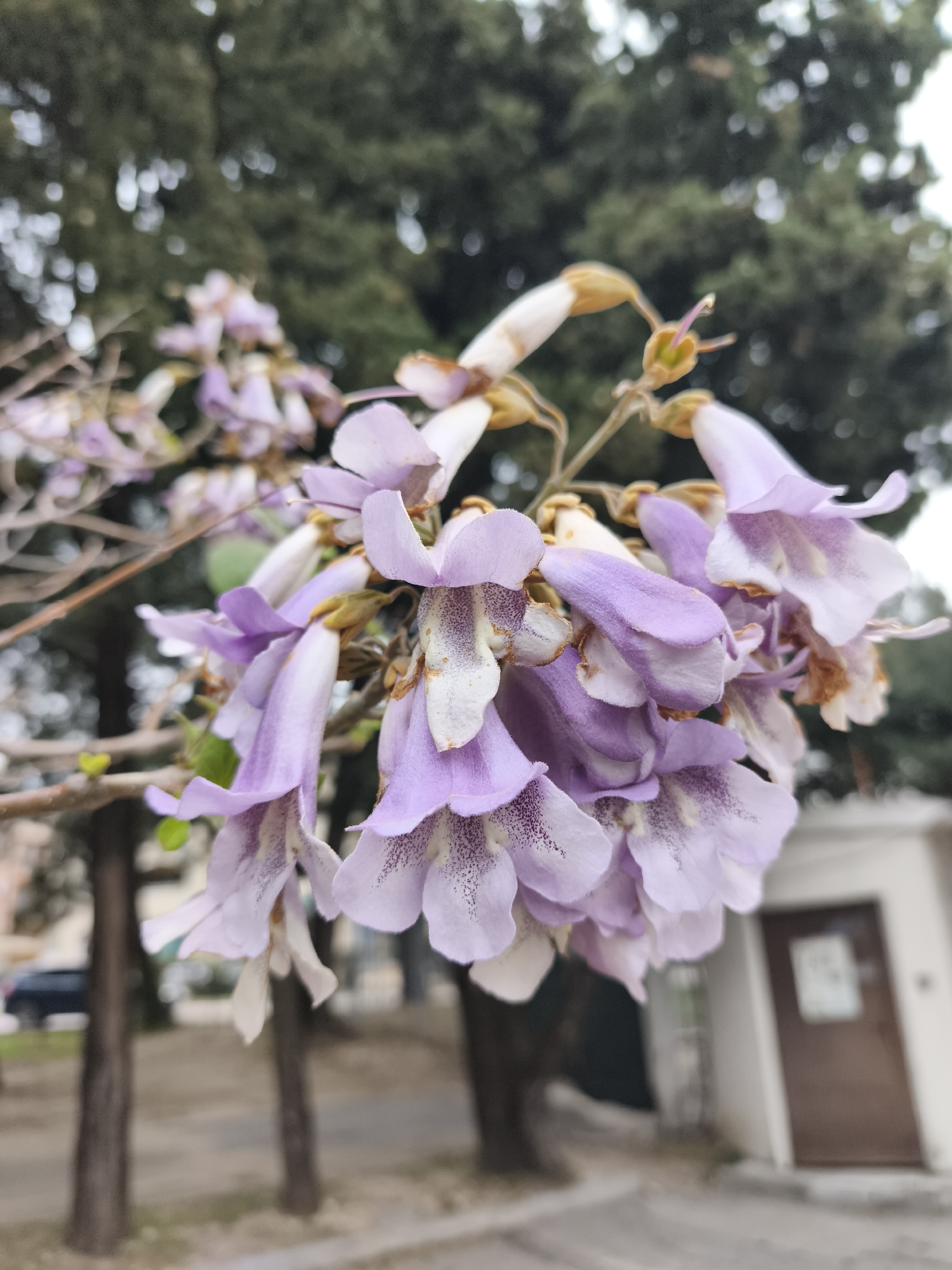 A close-up shot displays a cluster of pale purple flowers with speckled throats, likely from a Paulownia tomentosa tree, set against a blurred background of trees and a building. The flowers are in full bloom, with some showing signs of fading. The background suggests an urban setting, with a glimpse of a building with a dark brown door and the trunks of trees lining a street. Based on the style of the building and the local flora, the image is likely located in the city of Budva, Montenegro. No people are visible in the frame.