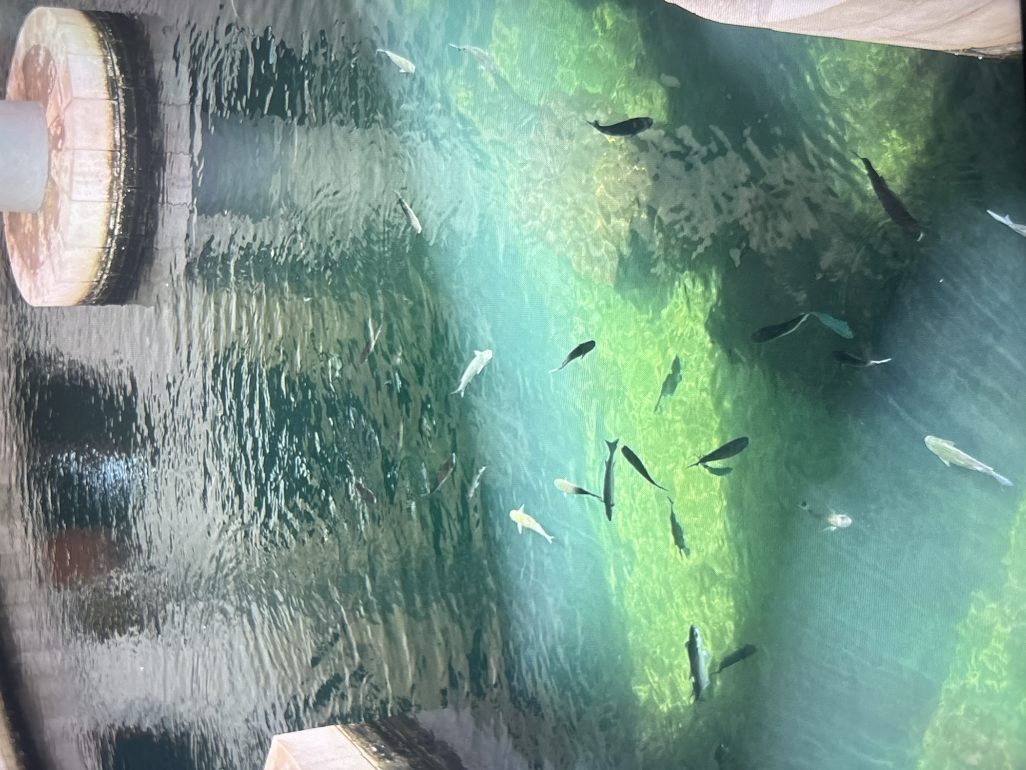 The image depicts a body of water populated with numerous fish. The water's color varies from dark grey to turquoise green, possibly indicating different depths or water conditions. There is a round, possibly concrete or stone, structure partially visible on the left side, and a section of a similar structure at the bottom. The overall environment appears to be aquatic, possibly a pond, river, or controlled water feature. The location is Unknown, Unknown.