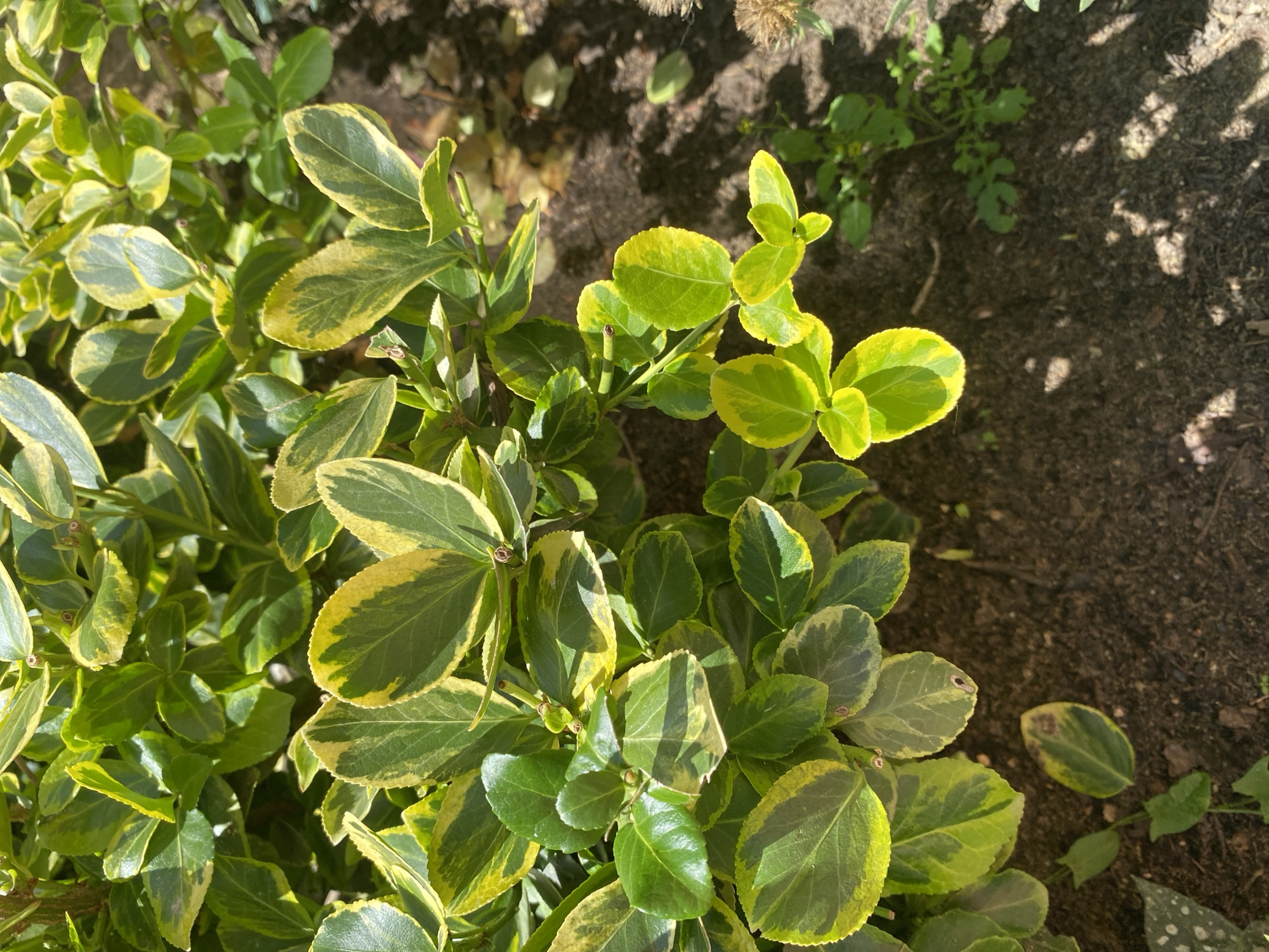 The image depicts a close-up, overhead view of a variegated euonymus bush with green leaves edged in yellow. The bush is planted in dark, moist soil, with some dry leaves and small green weeds scattered on the ground. The sunlight casts shadows on the soil and highlights the glossy texture of the leaves. There are no people or animals present. The scene appears to be an outdoor garden setting within the city of Зимородок Днп, Russia.