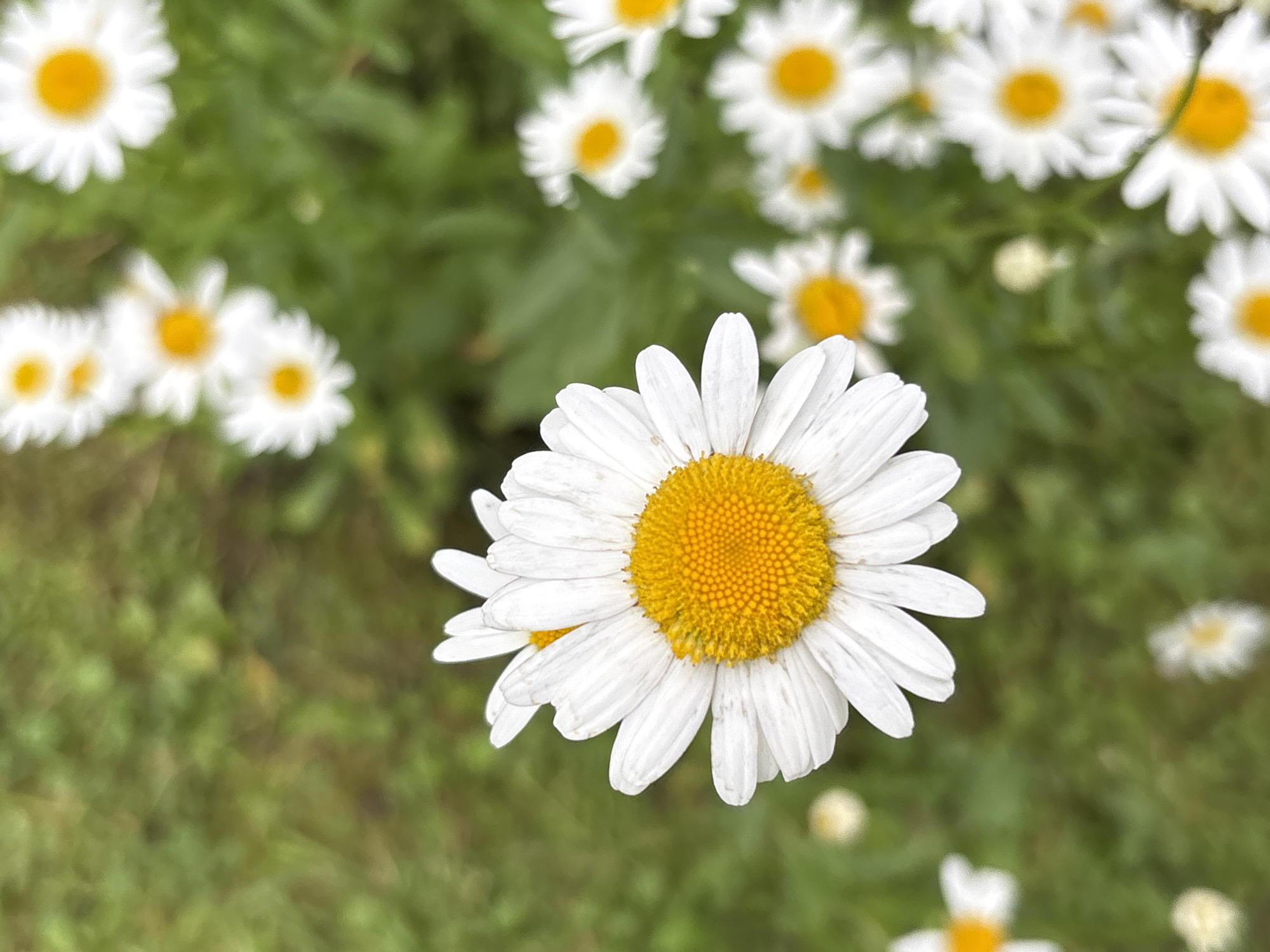 In the foreground, a large daisy with white petals and a bright yellow center is in sharp focus. The daisy is positioned on the right side of the image, angled slightly towards the viewer. In the background, a field of daisies is visible, mostly out of focus, with their white petals and yellow centers creating a soft, blurred pattern against the green grass. The overall scene depicts a natural outdoor environment, likely a meadow or garden, filled with daisies. The image has a shallow depth of field, drawing attention to the central flower.