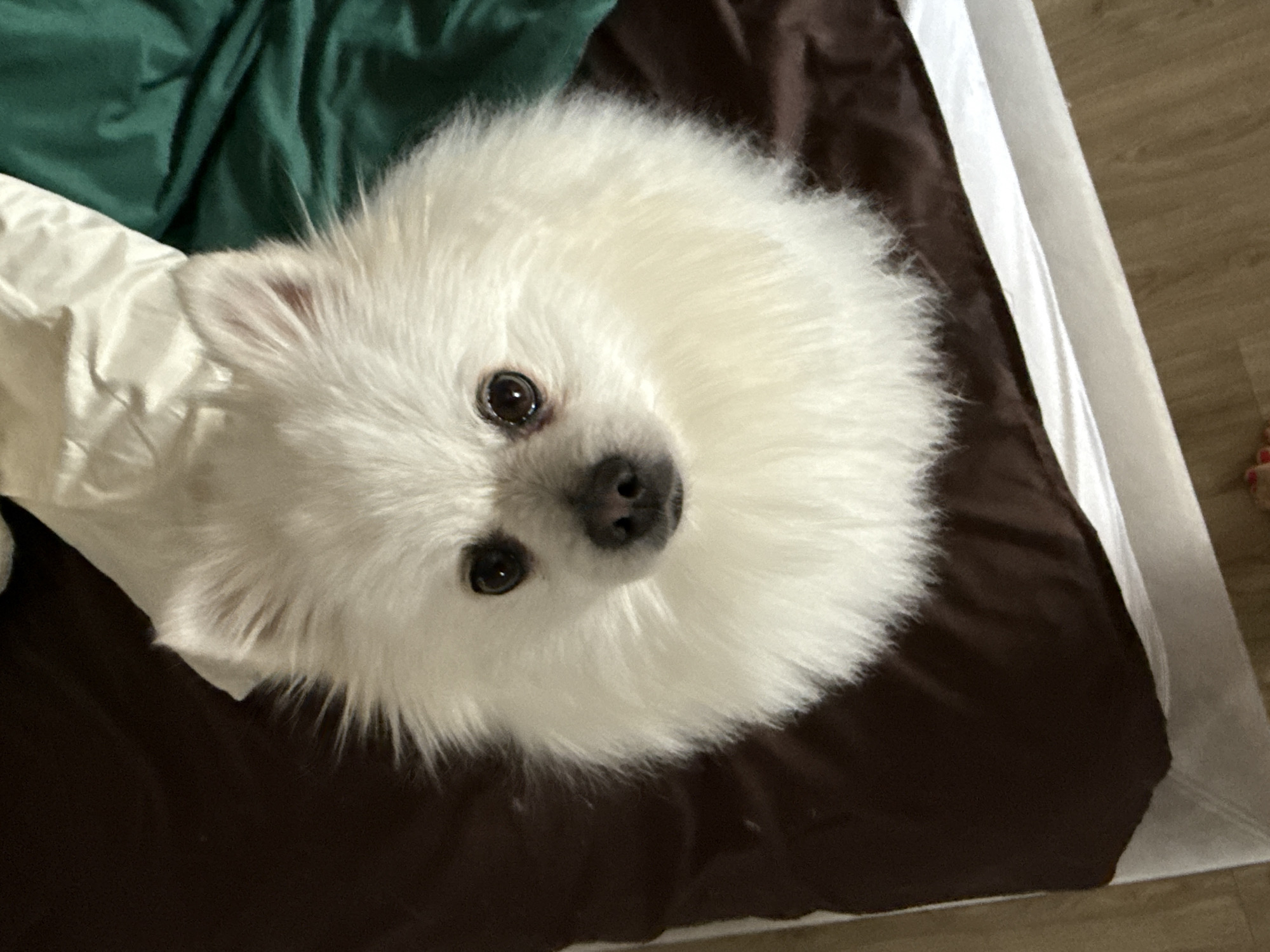 A small, white, very fluffy dog with dark, round eyes and a black nose is the central subject of this close-up, high-angle shot. The dog, likely a Pomeranian or similar Spitz breed, is lying on a bed or soft surface, looking directly up at the camera with an attentive and curious expression. Its thick, soft white fur almost completely obscures its body.
The setting appears to be indoors in Лобаново, Russia, possibly a bedroom. The dog rests on a dark brown blanket or sheet. To the upper left of the dog, a crumpled white sheet or pillow is visible, next to a folded dark green blanket. To the right and bottom of the frame, there's more dark brown bedding, a crisp white border, and then a light-colored wooden floor, suggesting the edge of the bed and room. The lighting is soft and ambient, characteristic of an indoor environment, making the dog's fur appear bright against the darker bedding. There is no visible text in the image.