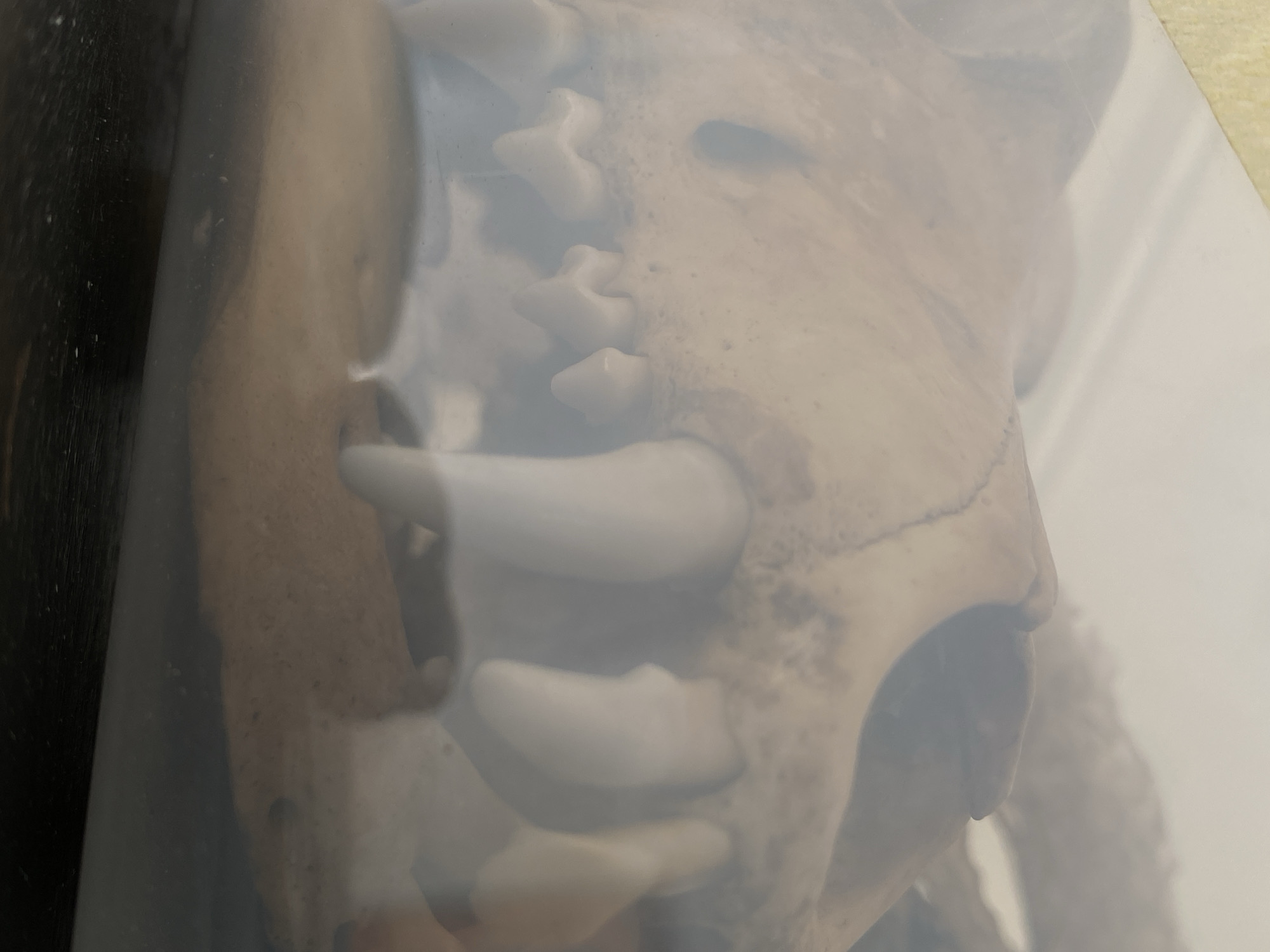 A close-up, hazy photograph shows the upper jaw of a canine skull. The teeth are prominent, with sharp incisors and larger canine teeth. The skull is a light beige color, with darker bone structure visible. The image appears to be taken in a dimly lit environment, possibly indoors, with a soft, diffused light source. There is no indication of the city of Belgrade, Serbia, or any specific location within it. The photograph focuses exclusively on the skull, with no other objects or people visible. The overall impression is one of a preserved specimen, likely for study or display.