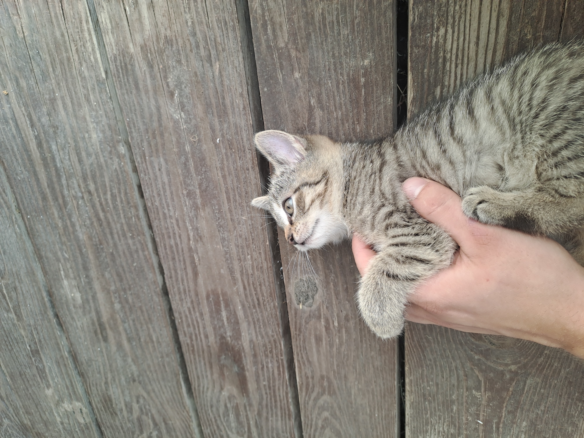 A close-up, high-angle shot shows a person's hand holding a tabby kitten on a weathered wooden surface. The kitten, with gray and black stripes, is lying on its back, looking upwards. Its front paw is resting on the person's hand, and its ears are perked. The wooden planks are arranged horizontally, showing signs of age and wear. The scene appears to be outdoors, possibly on a deck or porch.