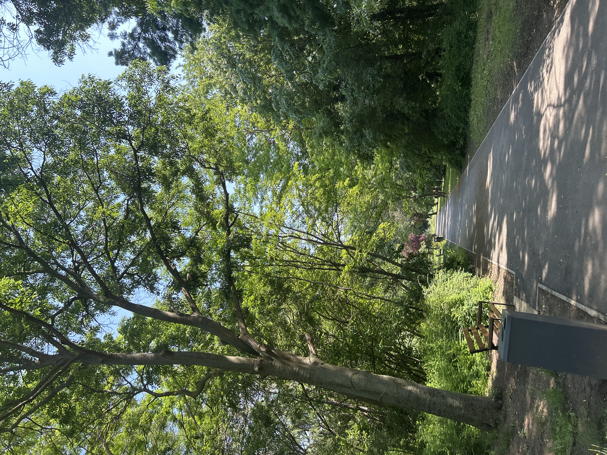 This image depicts a serene park pathway in Varna, Bulgaria, bathed in bright sunlight. A paved, dark grey path stretches into the distance, bordered on both sides by a dense array of verdant trees and lush green bushes. The tree canopy overhead is thick with vibrant green leaves, allowing glimpses of a clear blue sky through the branches.
Strong sunlight filters through the foliage, creating intricate, dappled shadows across the path, suggesting a clear, sunny day, likely during the mid-morning or early afternoon. Along the right side of the path, a wooden park bench is visible, partially obscured by a dark grey waste bin or bollard. Other benches can be seen further down the path, indicating areas for relaxation. The trees feature substantial trunks and widespread branches, contributing to the feeling of an established natural environment.
No people are present in the scene, conveying a sense of peace and quiet. The overall atmosphere is one of tranquility and natural beauty, inviting a leisurely walk or moments of repose amidst the greenery. There is no visible text in the image.