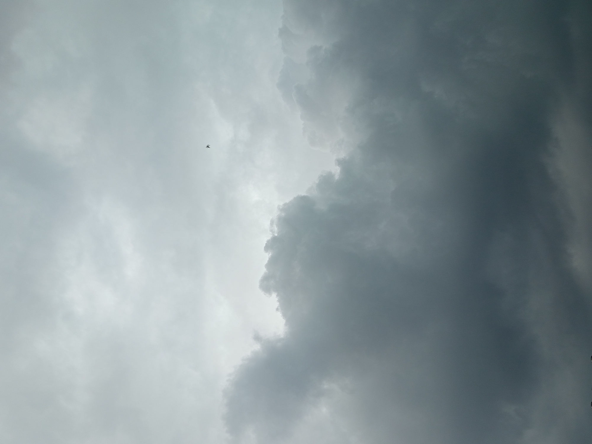 A dramatic and moody sky is captured in this image, featuring a vast expanse of dark, heavy clouds. These clouds are dense and textured, with lighter, more wispy formations scattered above them. In the upper portion of the frame, a single, small bird is silhouetted against the muted sky, appearing to be in flight. The overall color palette is dominated by shades of gray and muted blues, creating a somber and atmospheric feel. The bottom of the image shows a sliver of what appears to be the tops of trees or buildings, hinting at a terrestrial landscape below the imposing cloud formations. The image does not provide specific details about the city of Gdov, Russia, beyond its potential inclusion as the setting.