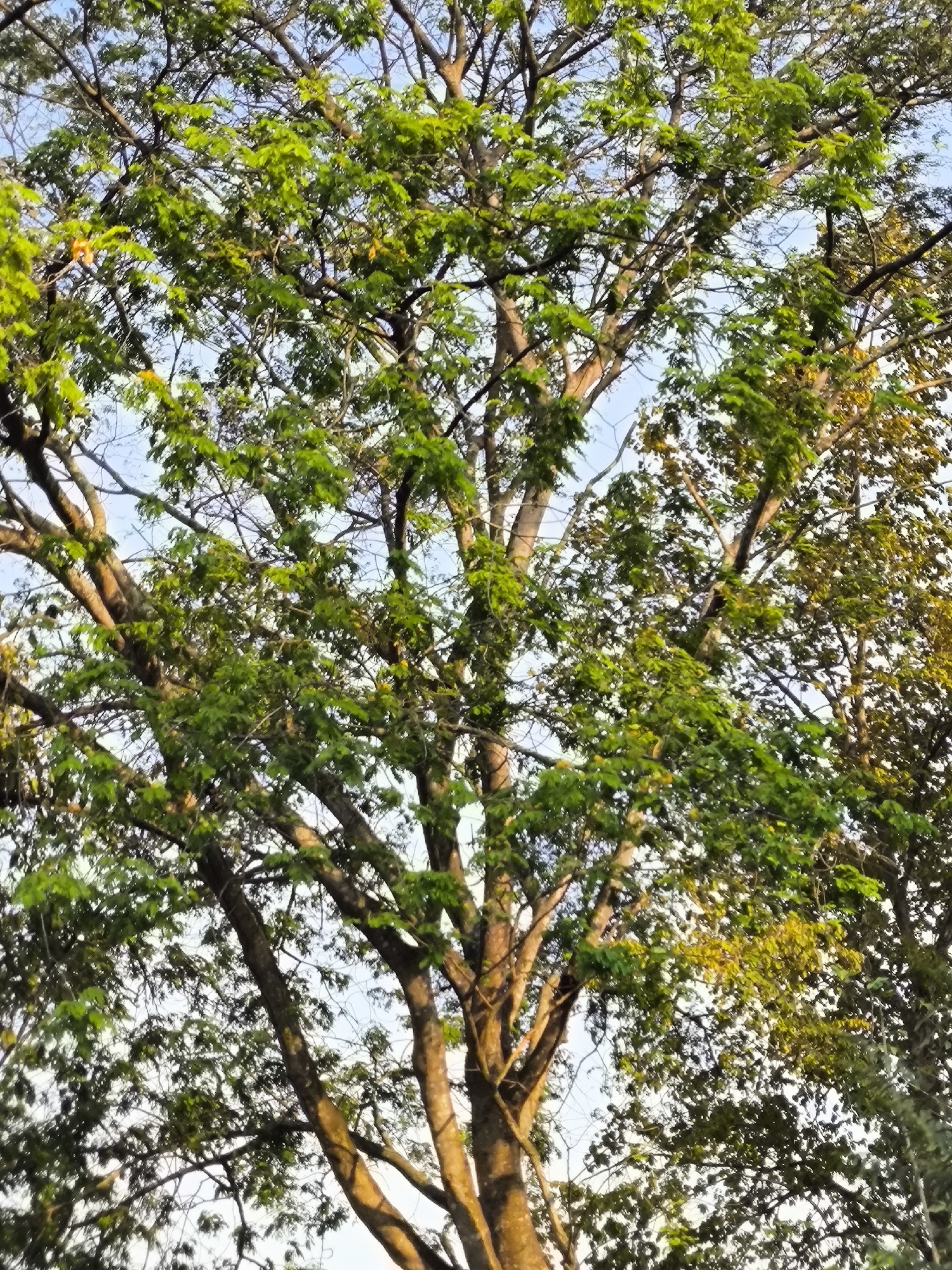 The image shows a close-up view of a large tree with abundant green leaves and a network of branches. The sunlight filters through the canopy, illuminating parts of the tree with a warm glow. The sky is visible through the leaves, appearing light blue. The trunk of the tree is textured and brown, with some branches extending outwards. The scene appears to be outdoors, likely in a natural or park-like setting within the city of Cilegon, Indonesia, judging by the context provided. There are no people or specific objects of human construction clearly visible in this particular frame, focus remains on the tree and its foliage against the sky.