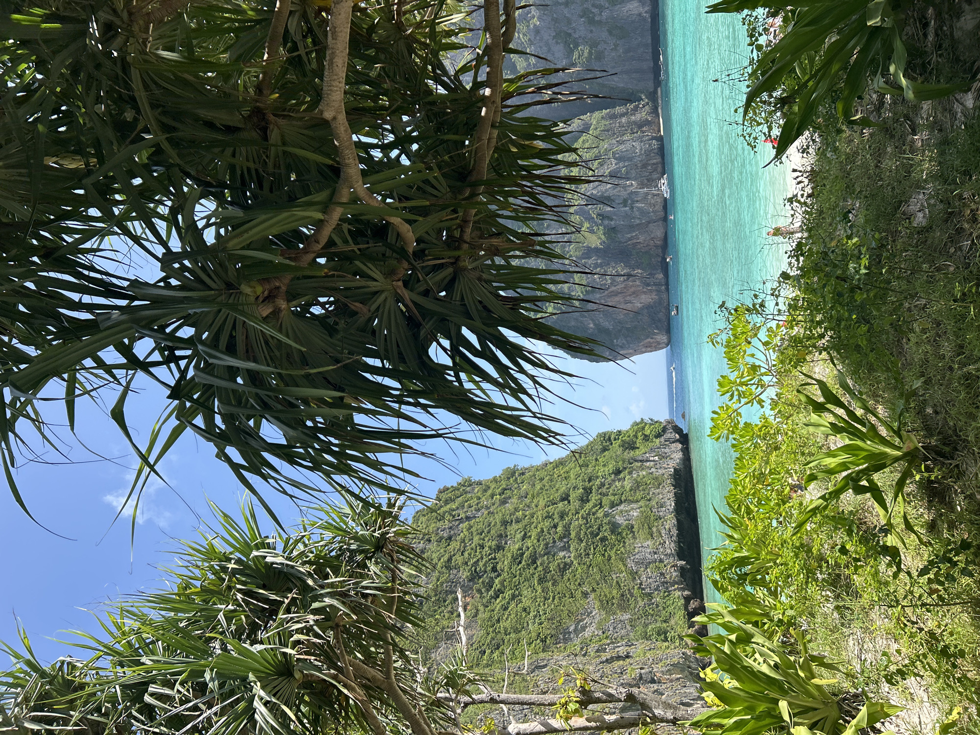 The image depicts a tropical beach scene with turquoise water, lush green cliffs, and verdant foliage framing the view. In the foreground, several large-leafed plants and grasses grow along a sandy shore. Beyond the vegetation, the clear, vibrant water stretches towards the horizon. Two massive, tree-covered cliffs rise dramatically from the sea on either side, creating a sheltered cove. A few boats, including a sailboat, are visible in the water. In the distance, on the white sandy beach, a couple of individuals can be seen. The sky is a clear blue with a few wispy clouds. This scene is characteristic of Maya Bay on Koh Phi Phi Leh, an island accessible from Ao Nang, Thailand.