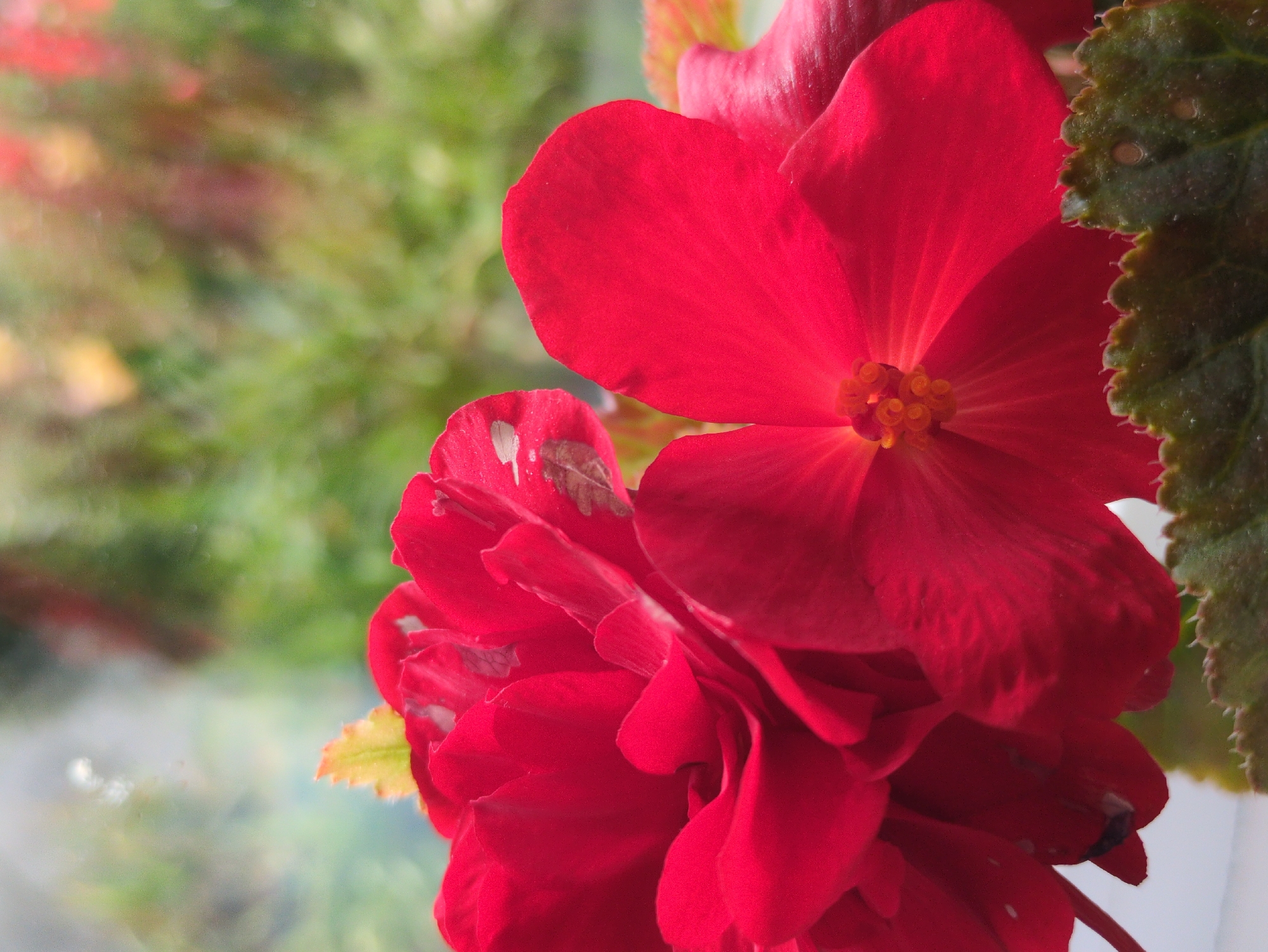 This is a close-up, high-angle shot of a cluster of vibrant red begonia flowers. The flowers are the primary subject, with one fully open in the foreground, revealing its stamen and pistil. Behind it, a larger, more complex blossom is partially visible, composed of numerous ruffled petals. The leaves of the plant are dark green and textured, with serrated edges, and are visible at the bottom of the frame. The background is a blur of soft green and hints of other colors, suggesting an outdoor garden setting. There are no people or animals in the image. The lighting appears natural, highlighting the rich red hue of the flowers. There are no contextual clues that would indicate the location is in the city of Kulebaki, Russia; this is an image of flowers.